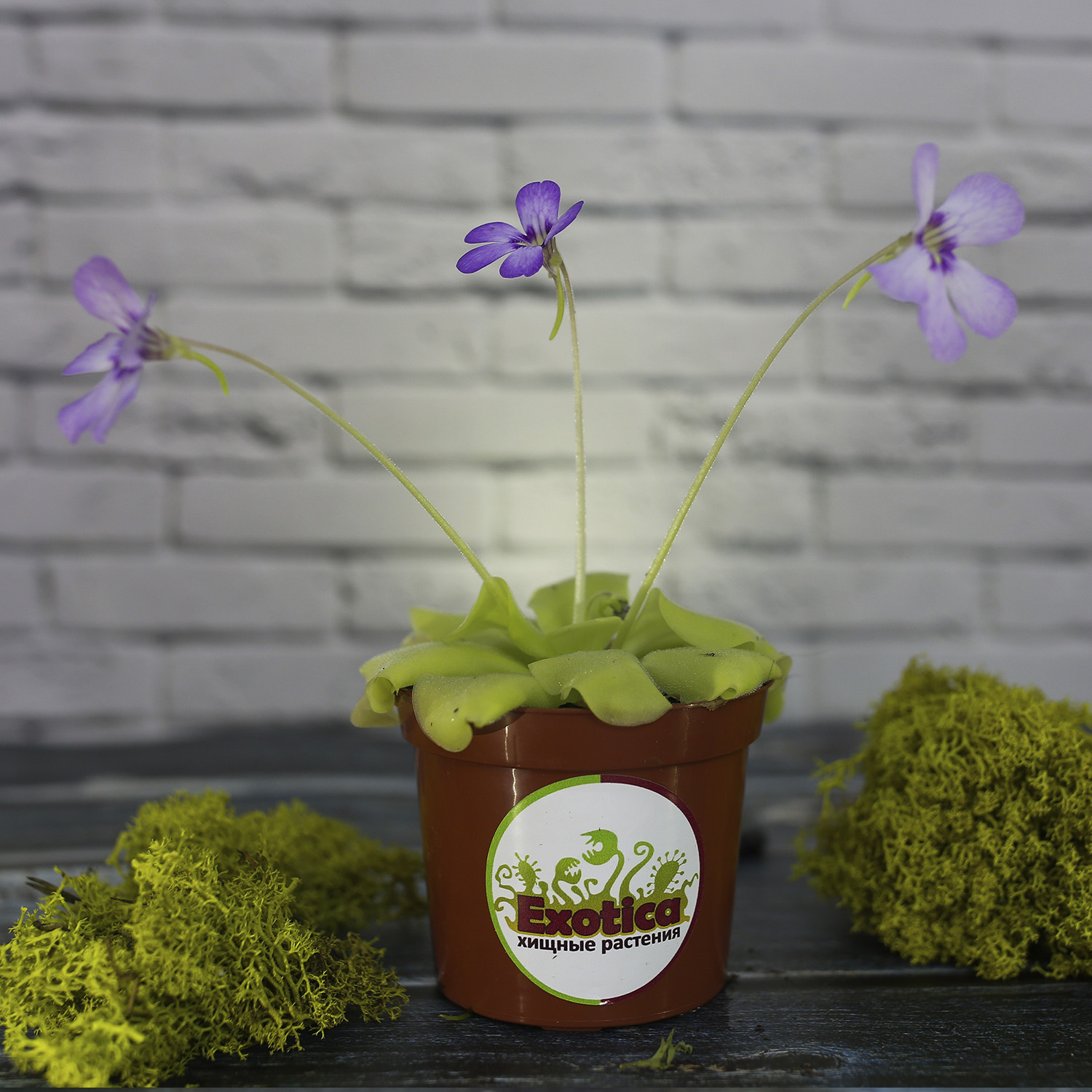 Жирянка Тина (Pinguicula Tina) D9см