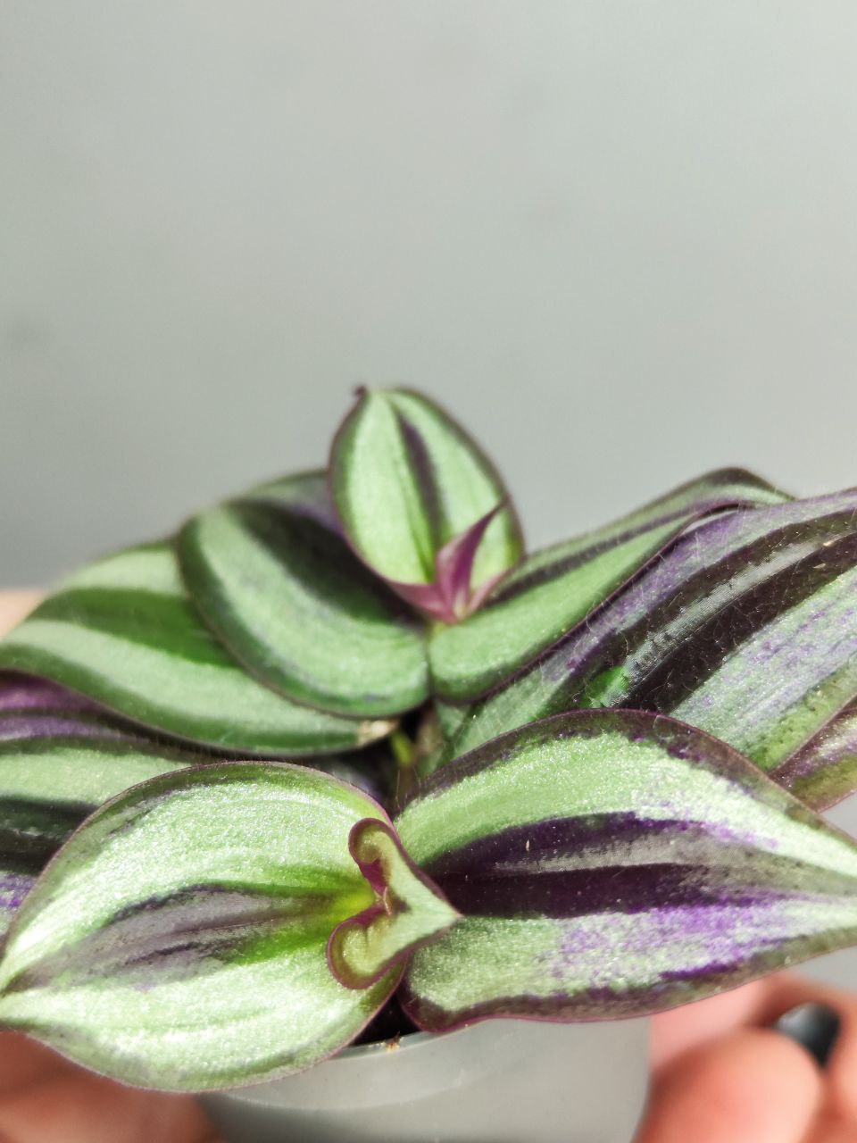 Традесканция Пинк Джой Зебрина (Tradescantia Pink Joy Zebrina)  D6см