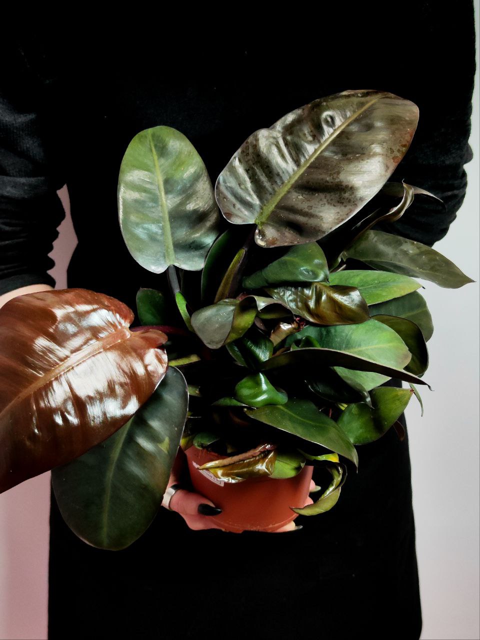 Филодендрон Блэк Кардинал (Philodendron Black Cardinal) D12см
