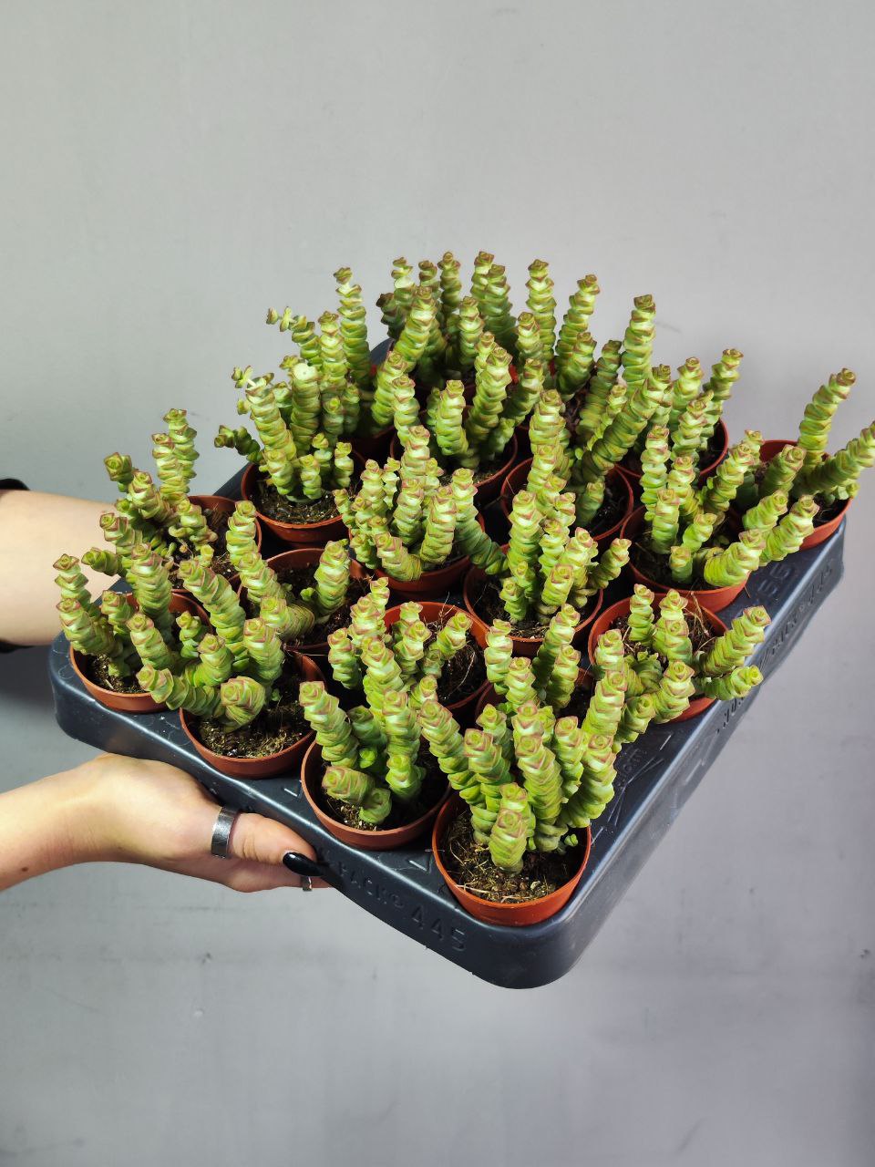 Крассула Марнье (Crassula Marnieriana) D5см