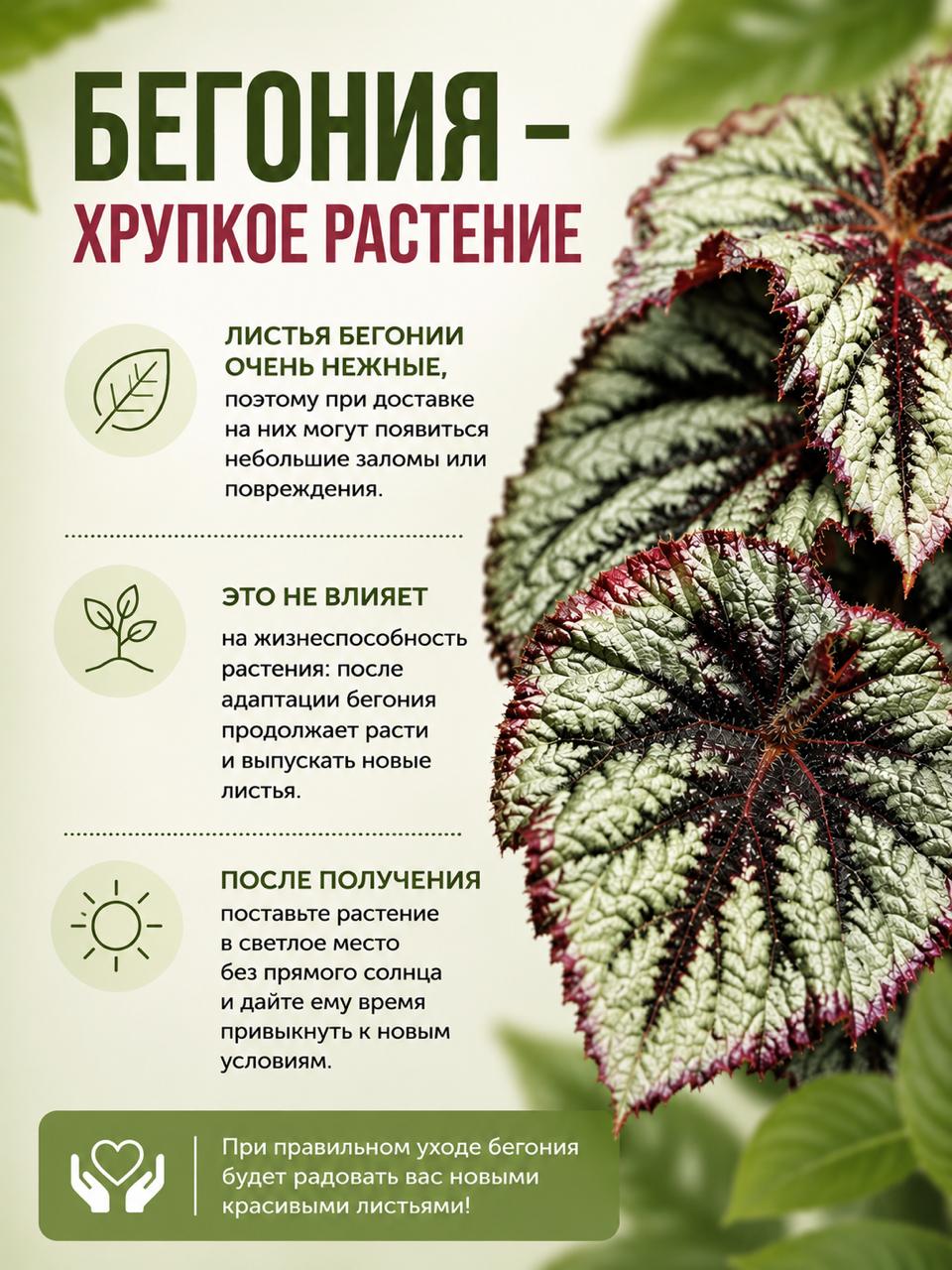 Бегония Вечернее Сияние (Begonia Beleaf Evening Glow) D9см