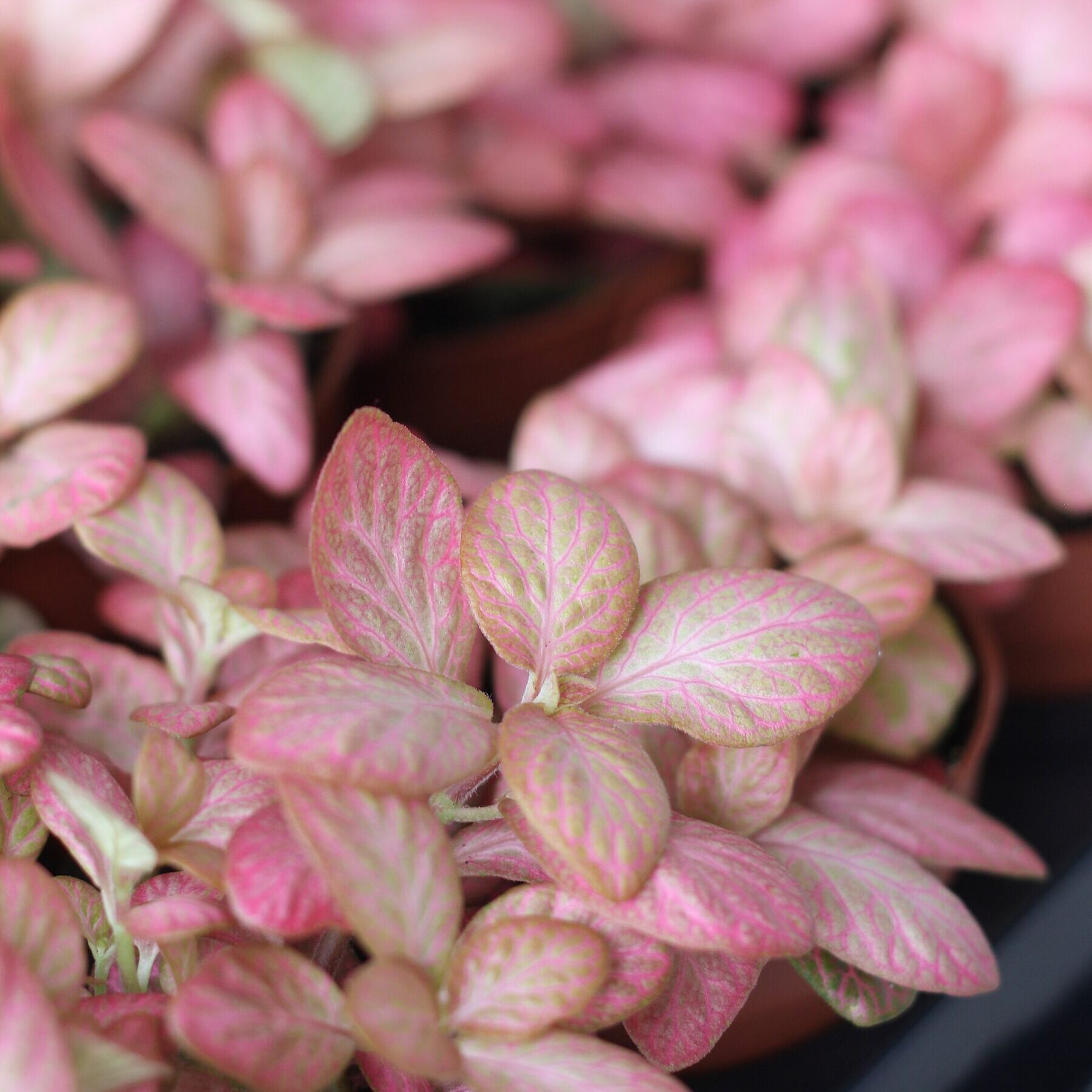 Фиттония Вершаффельта Розовая Особенная (Fittonia Verschaffeltii Pink Special) D8,5см