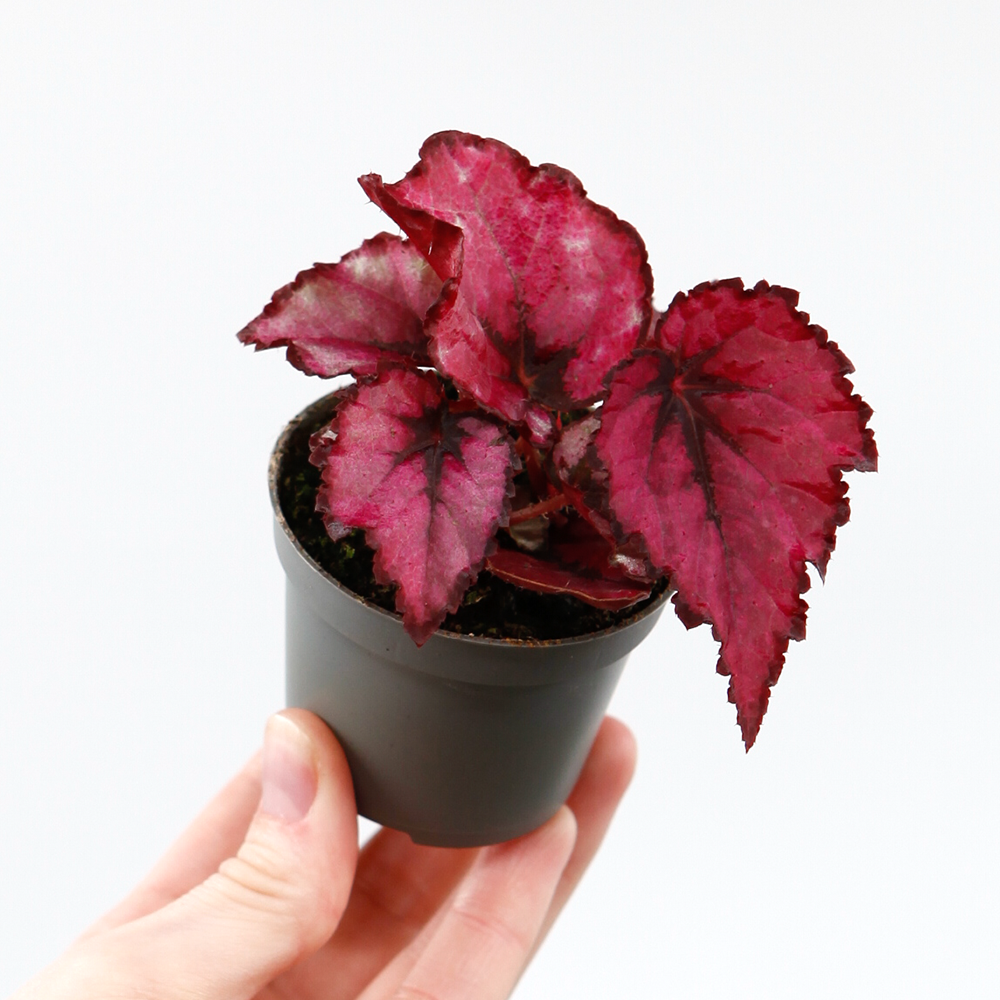 Бегония Красный Поцелуй, или Ред Кисс (Begonia Red Kiss) D6см