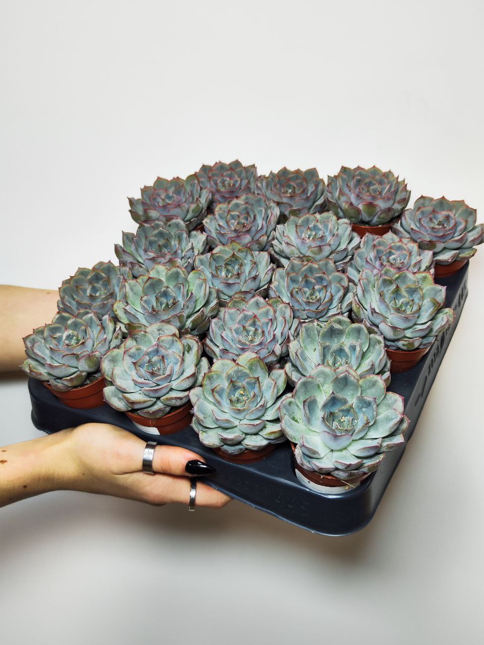 Эхеверия Шира (Echeveria Shira) D5см