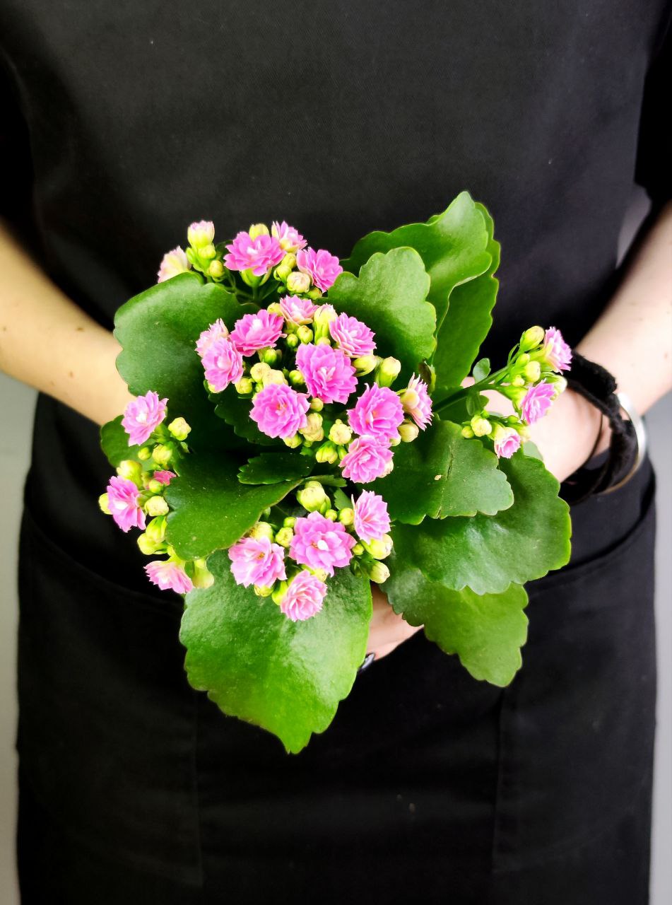 Каланхоэ Розалина Розовая (Kalanchoe Rosalina Pink) D9см