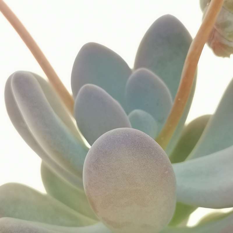 Пахифитум Каукатеканский (Pachyphytum Cuicatecanum) D5см