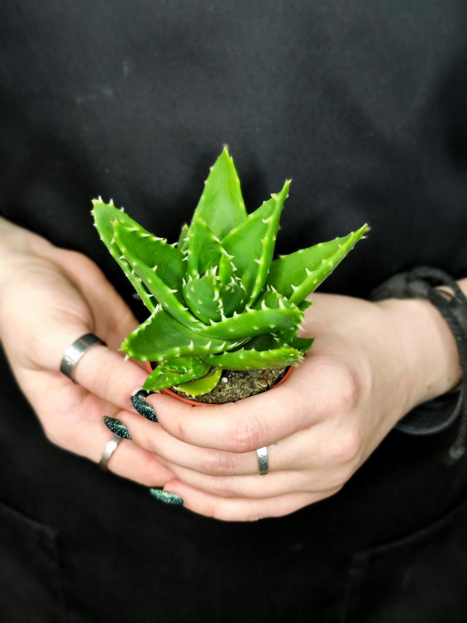 Алоэ Митриформис (Aloe Mitriformis) D5см