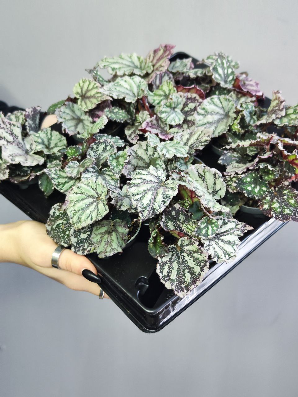 Бегония Рекс Дьюдроп (Begonia Rex Dew Drop) D6см