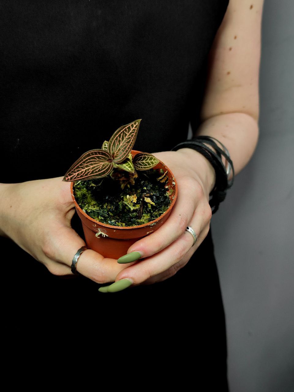 Орхидея Драгоценная Карма Руби (Jewel Orchid Karma Ruby) D7см