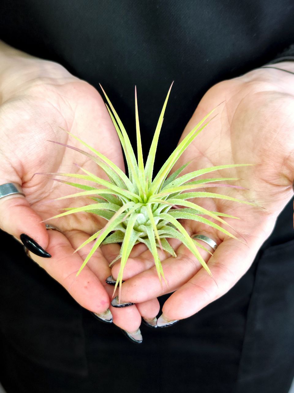Тилландсия Ионанта Желтая (Tillandsia Ionantha Yellow)