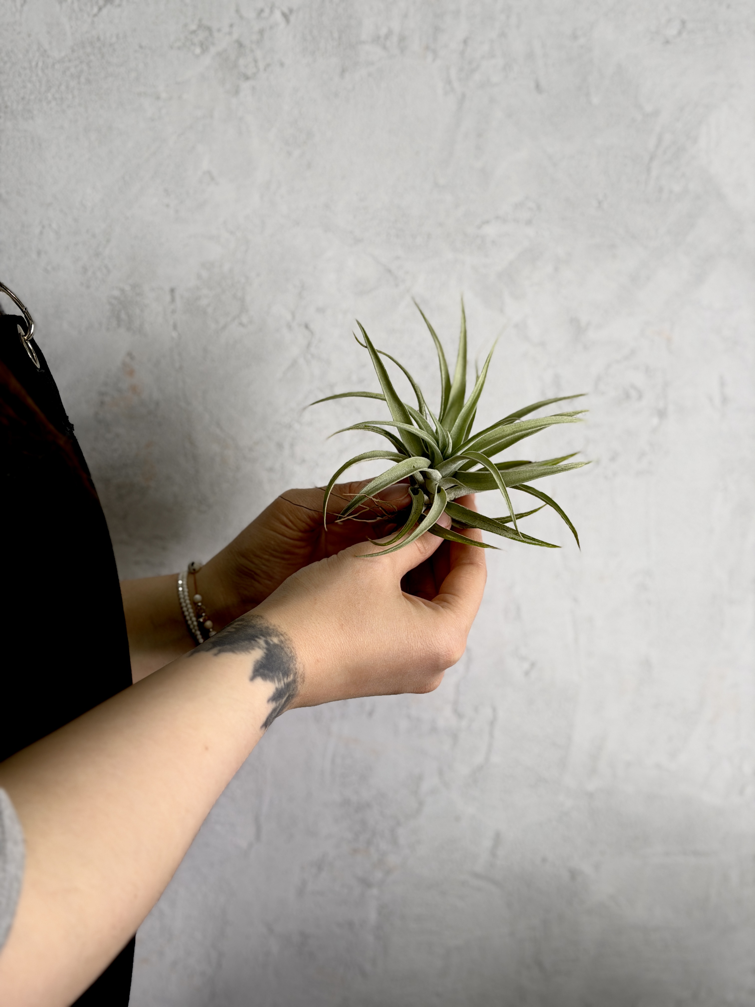 Тилландсия Капитата Пинч (Tillandsia Capitata Peach)
