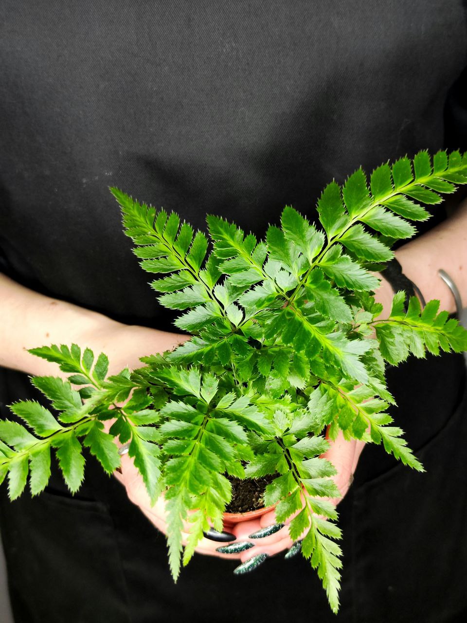 Румора Адиантиформис Вариегата (Rumohra Adiantiformis Variegata) D8,5см