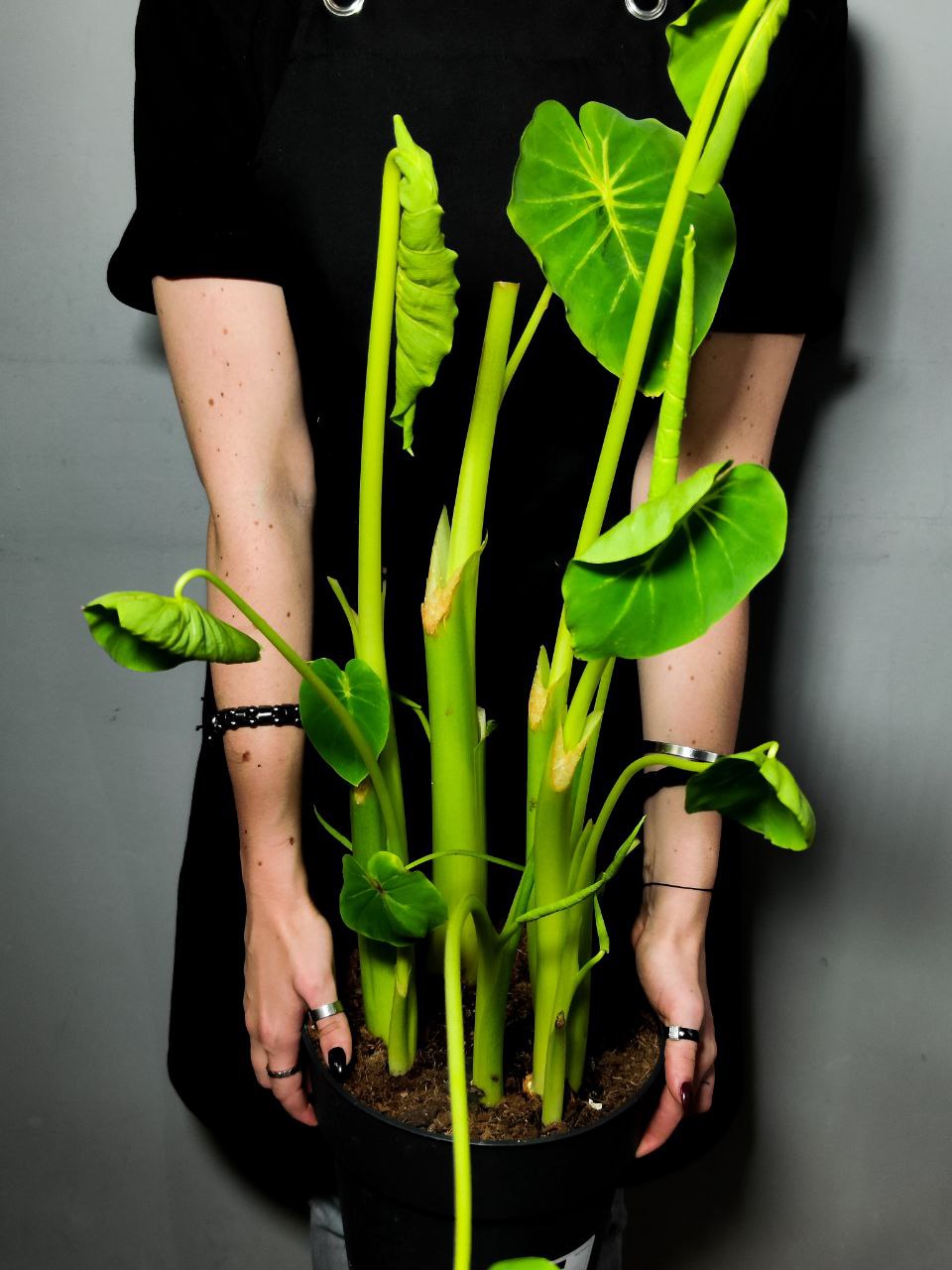 Колоказия Маска Фараона Красная (Colocasia Flocolegy) D21см (КЛУБНИ)
