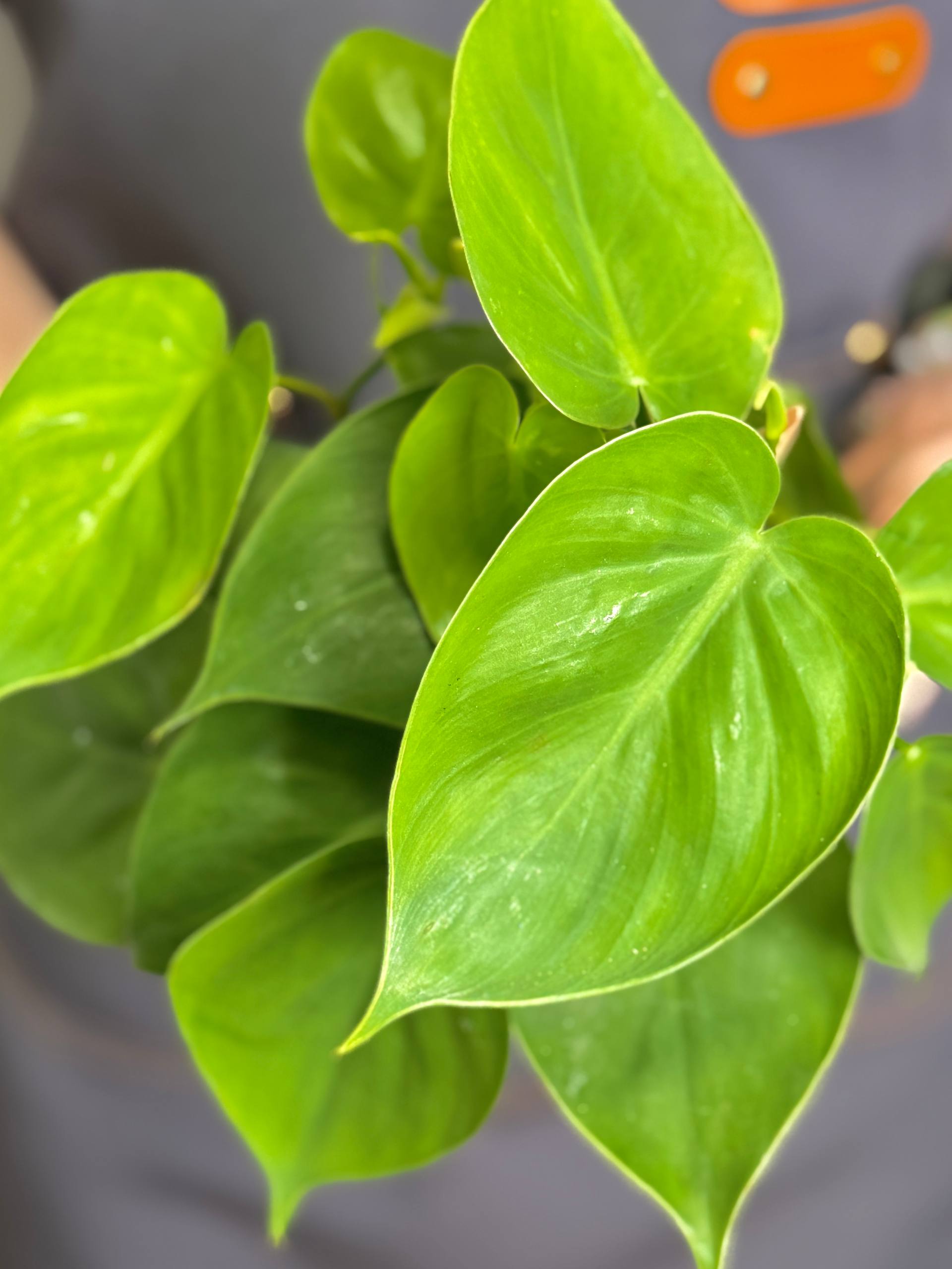 Филодендрон Сканденс Зелёный, или Сердцелистный Зеленый (Philodendron Scandens Green) D12см