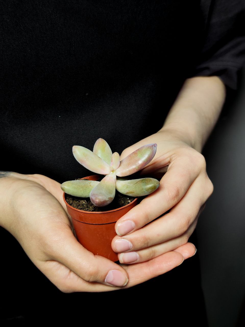 Пахифитум Яйценосный Капитан Джессоп (Pachyphytum Oviferum Captain Jessop) D5см