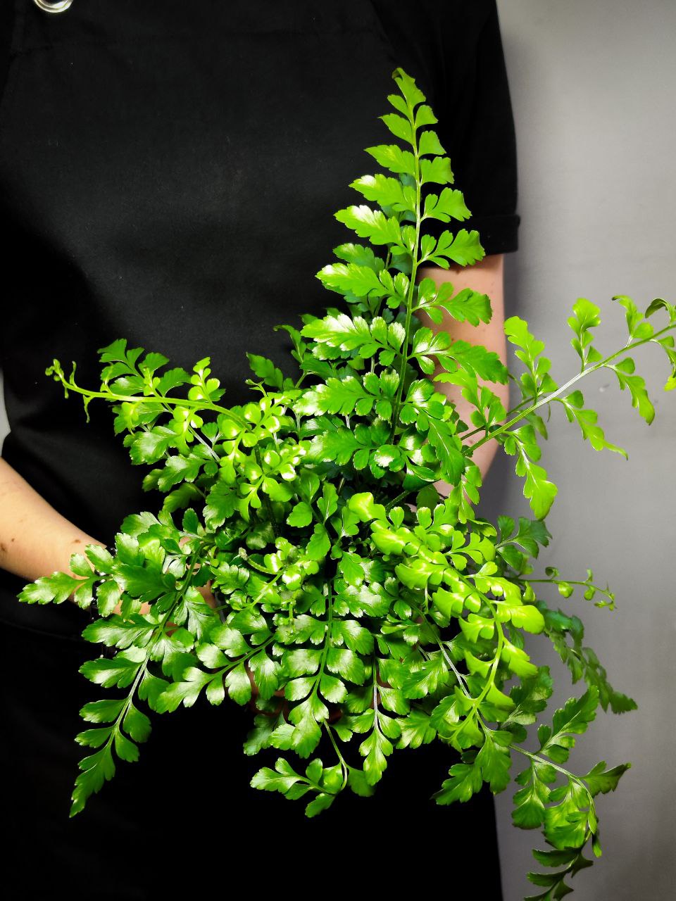 Папоротник Асплениум Парвати (Asplenium Dimorphum Parvati) D11см