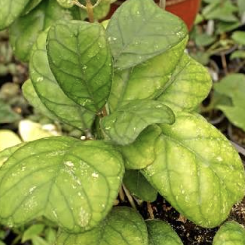 Хойя Дейкей (Hoya Deykei) D8см