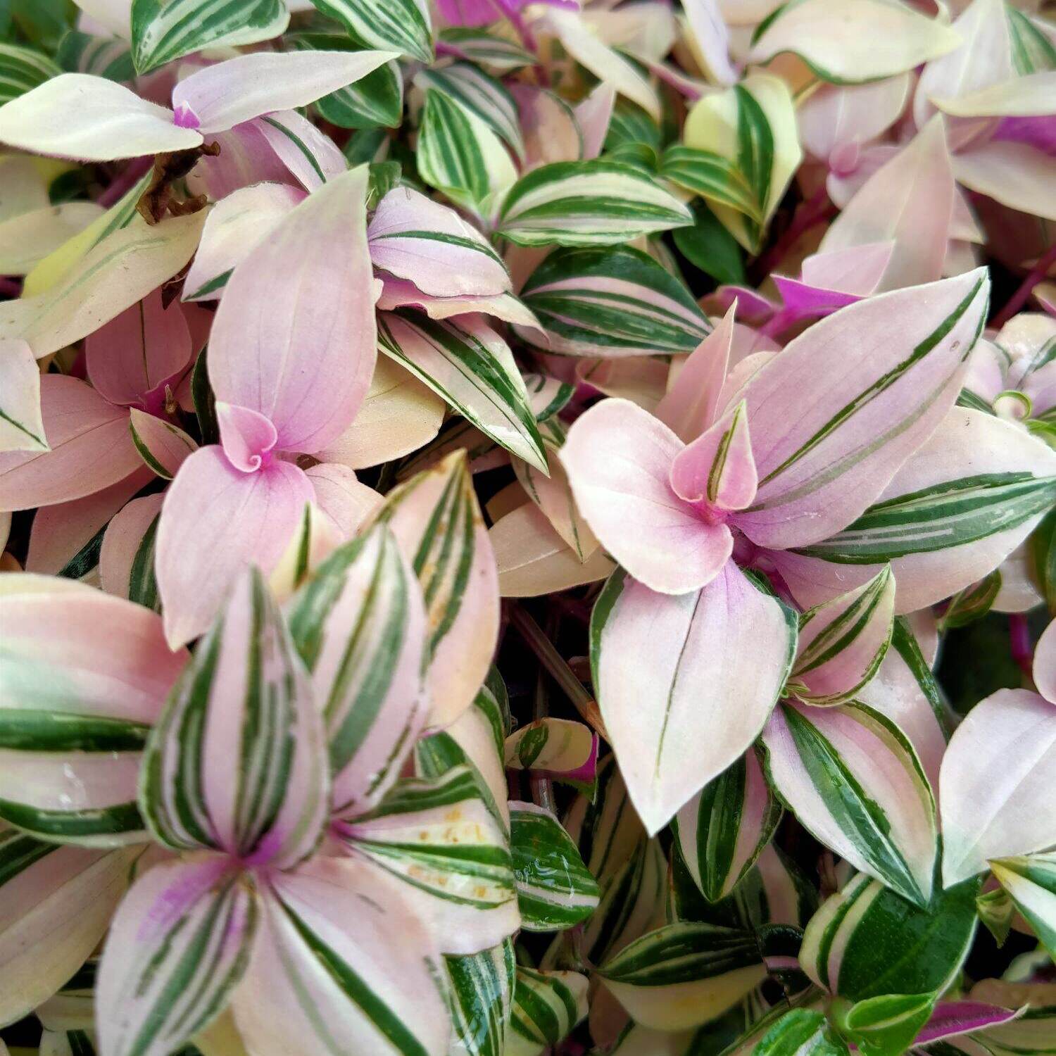 Традесканция Флюминенсис Триколор (Tradescantia Fluminensis Tricolor) D10см