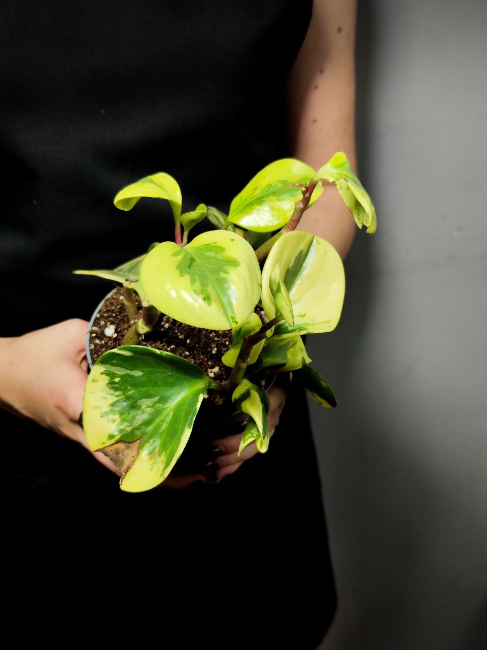 Пеперомия Грин Голд УЦЕНКА (Peperomia Obtusifolia Green Gold) D11см