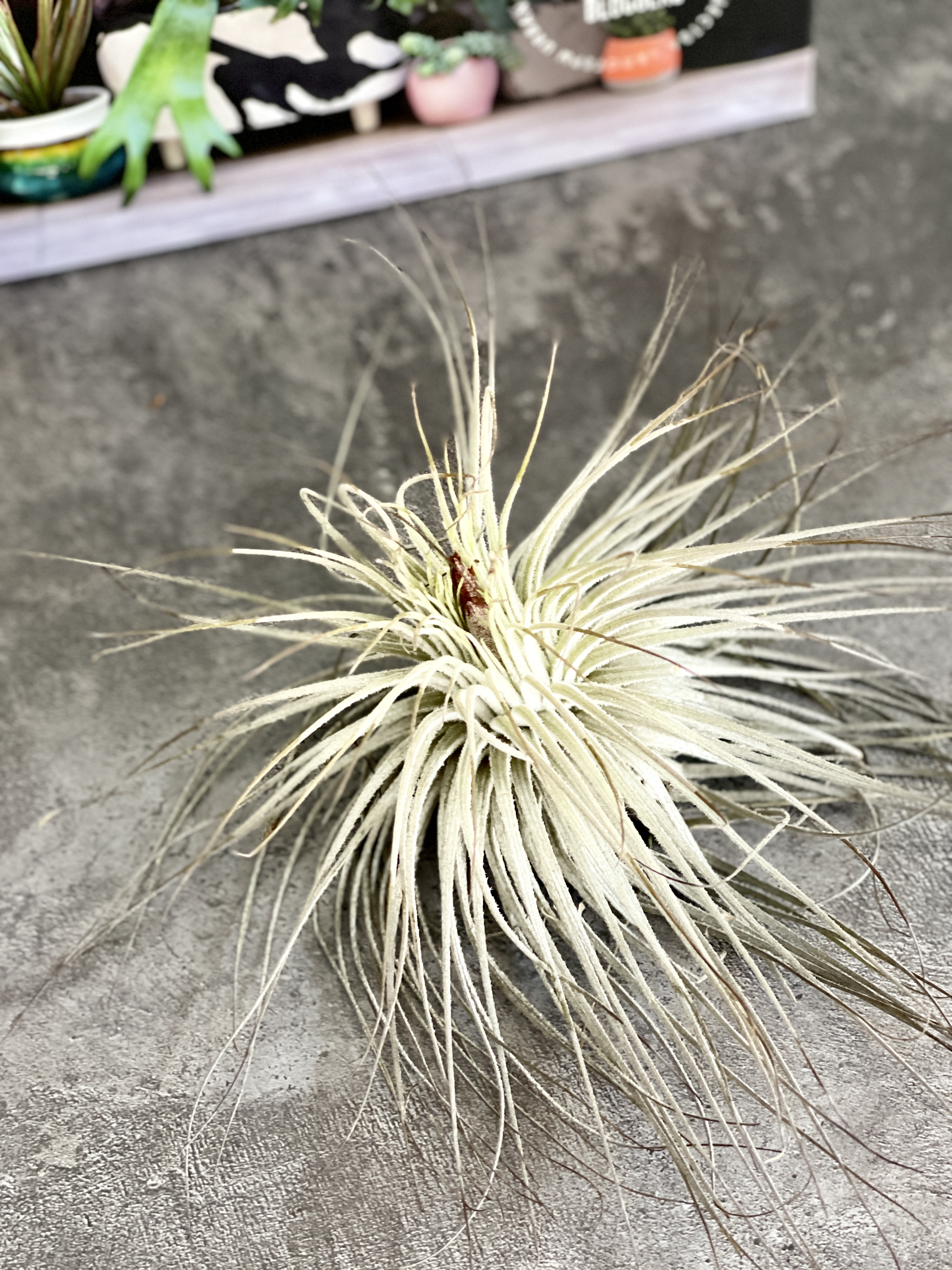 Тилландсия Магнусиана (Tillandsia Magnusiana)