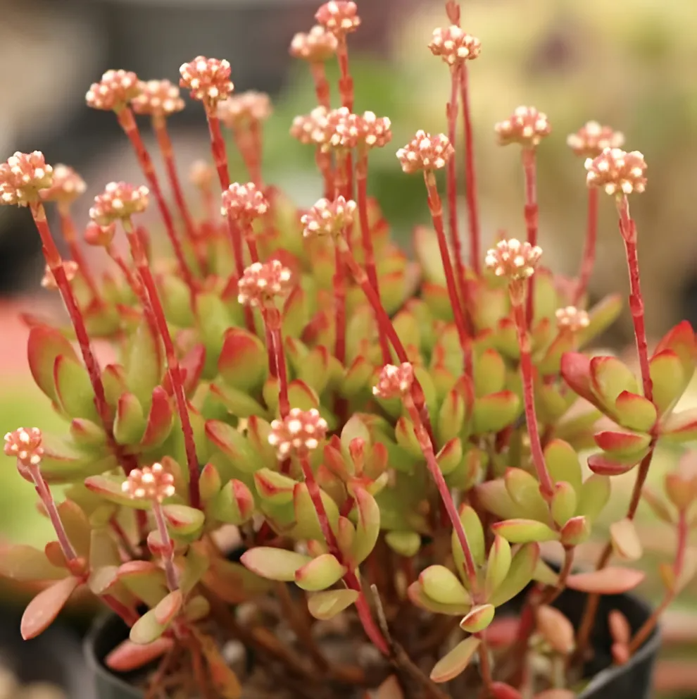 Крассула Радиканс (Crassula Radicans) D5см