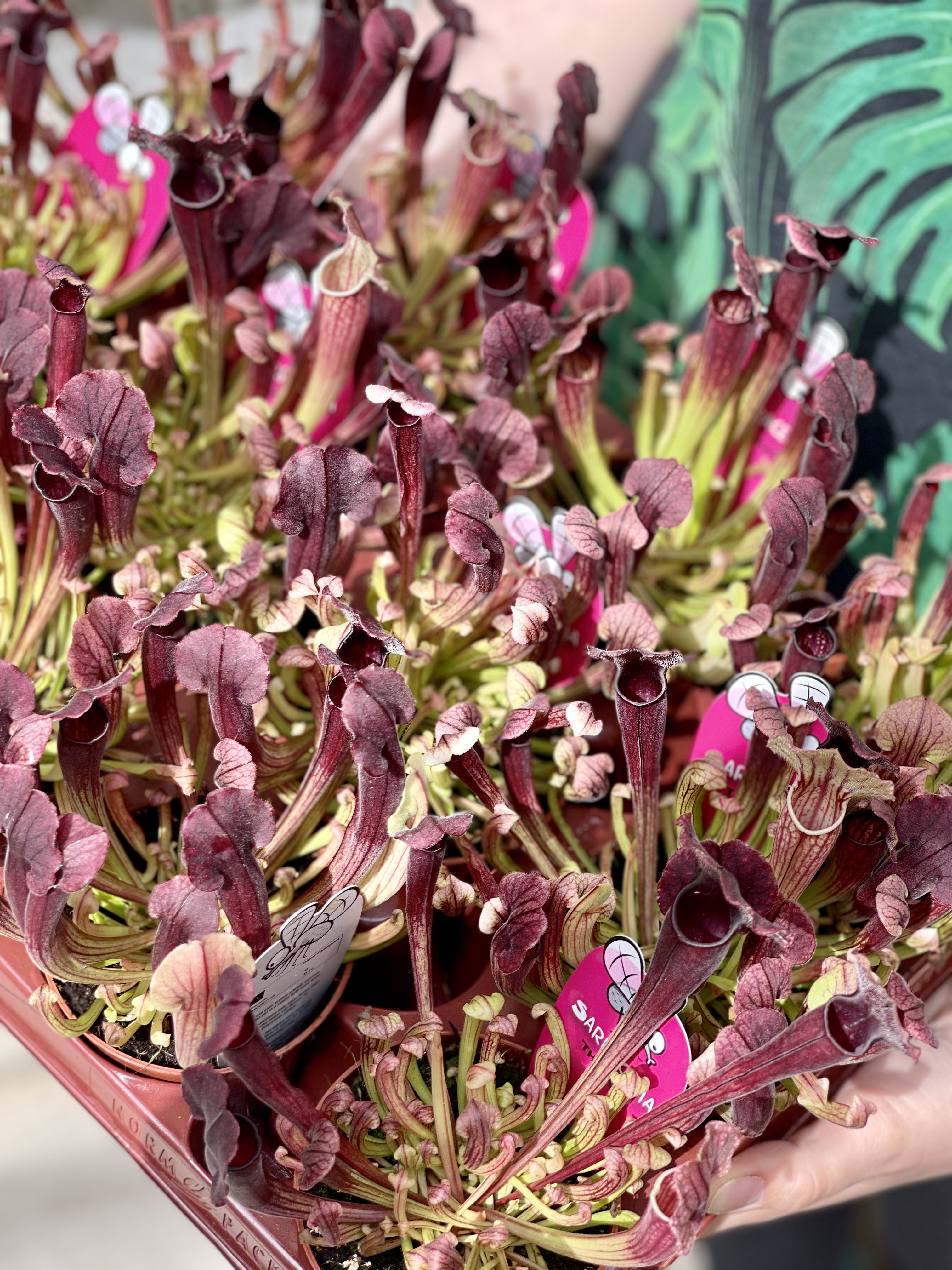 Саррацения Томас (Sarracenia Thomas) D9cм