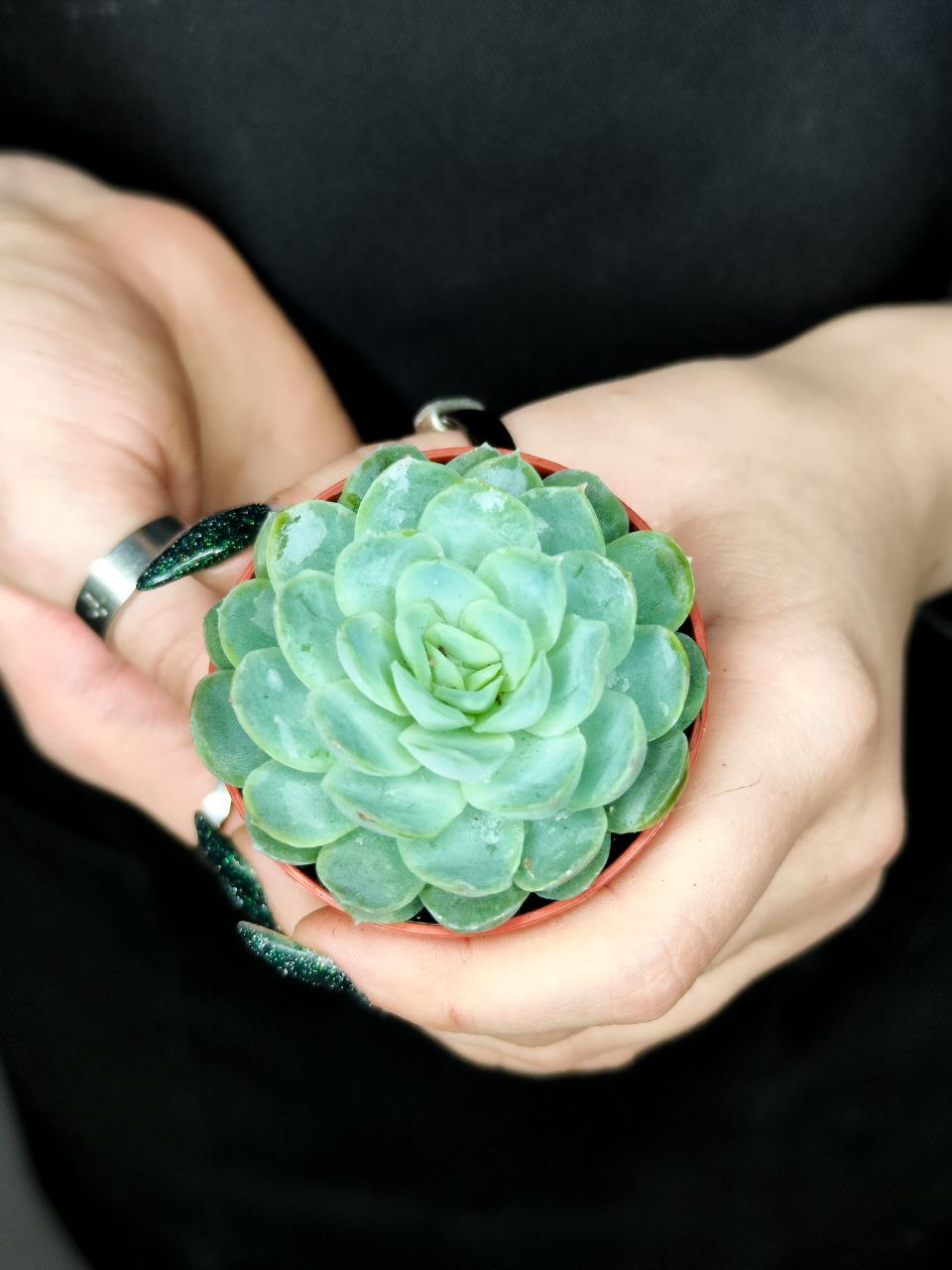 Эхеверия Изящная (Echeveria Elegans) D5см