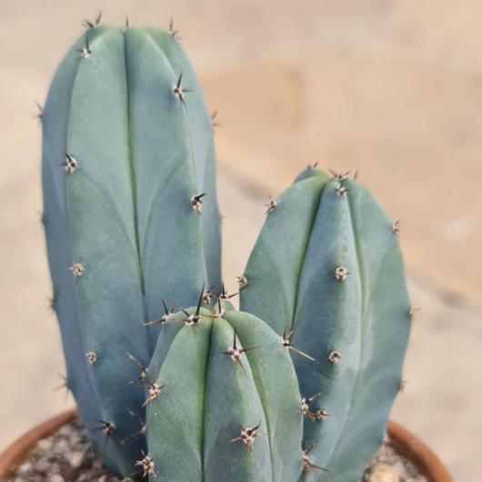 Миртиллокактус Геометрический (Myrtillocactus Geometrizans) D5см