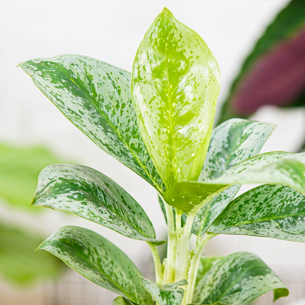 Аглаонема Лемон Минт (Aglaonema Lemon Mint) D12см