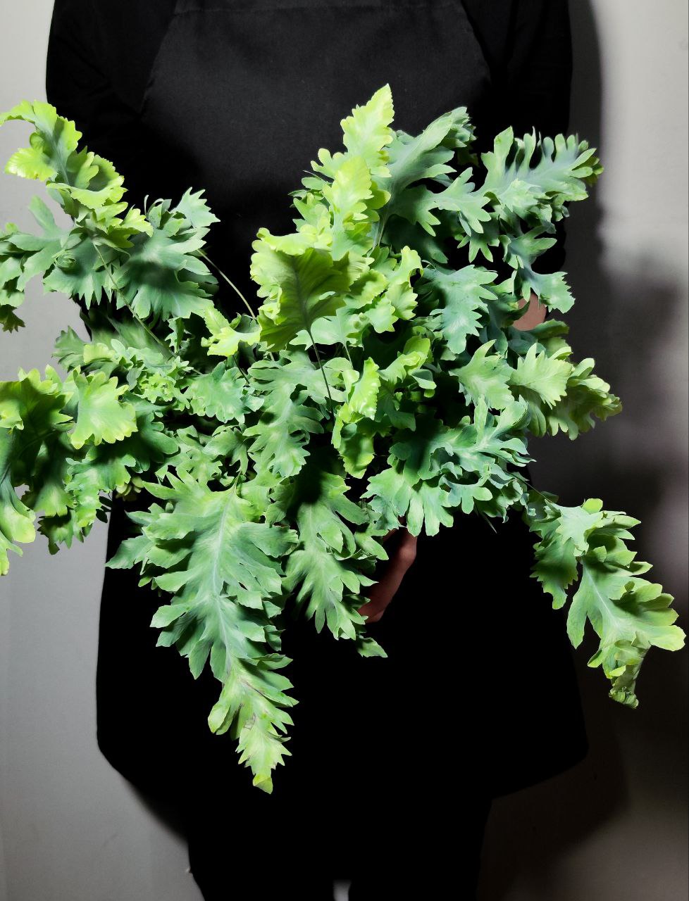 Флебодиум Давана (Phlebodium Davana) D12см