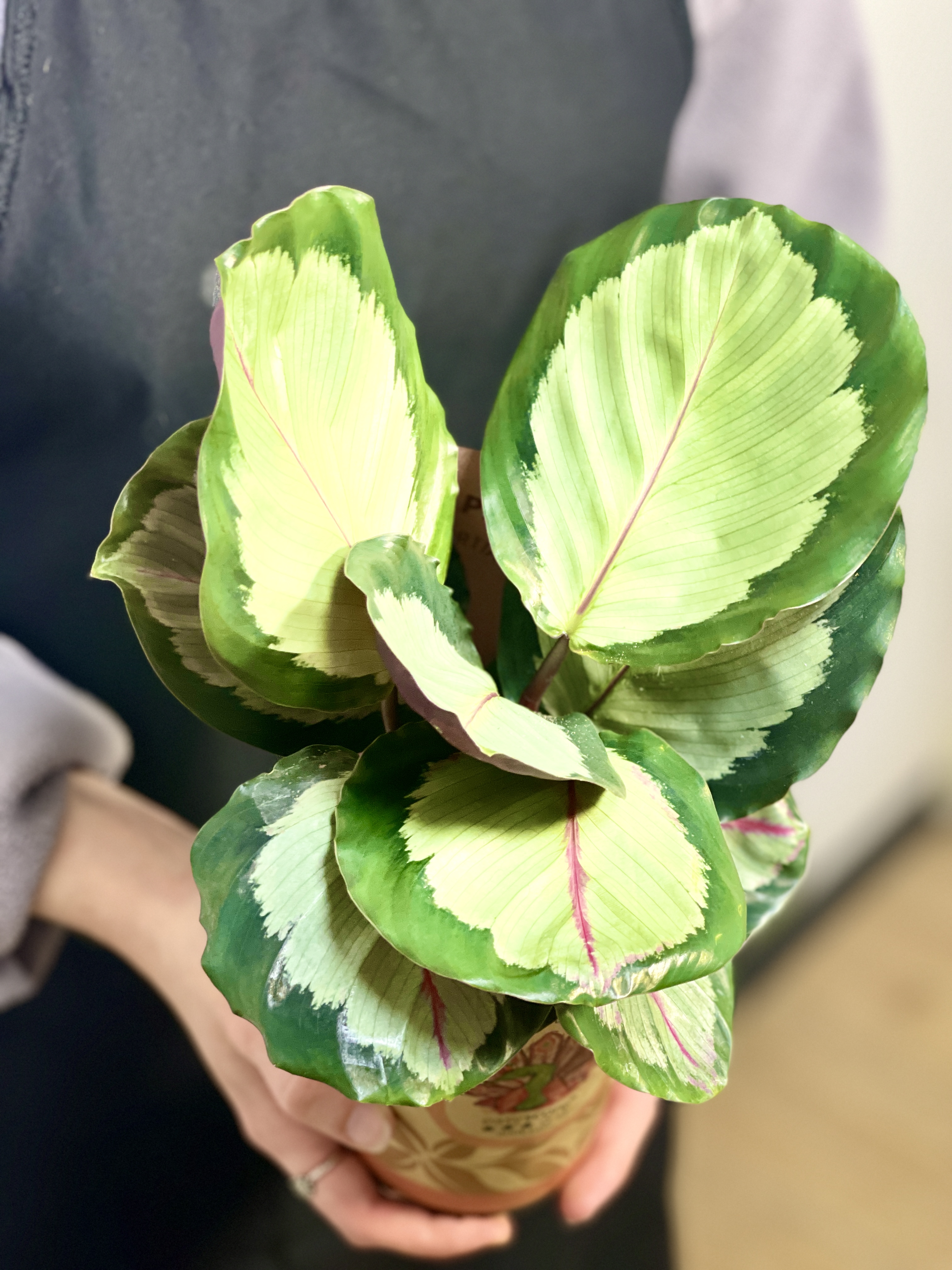 Калатея Корона (Calathea Corona) D12см