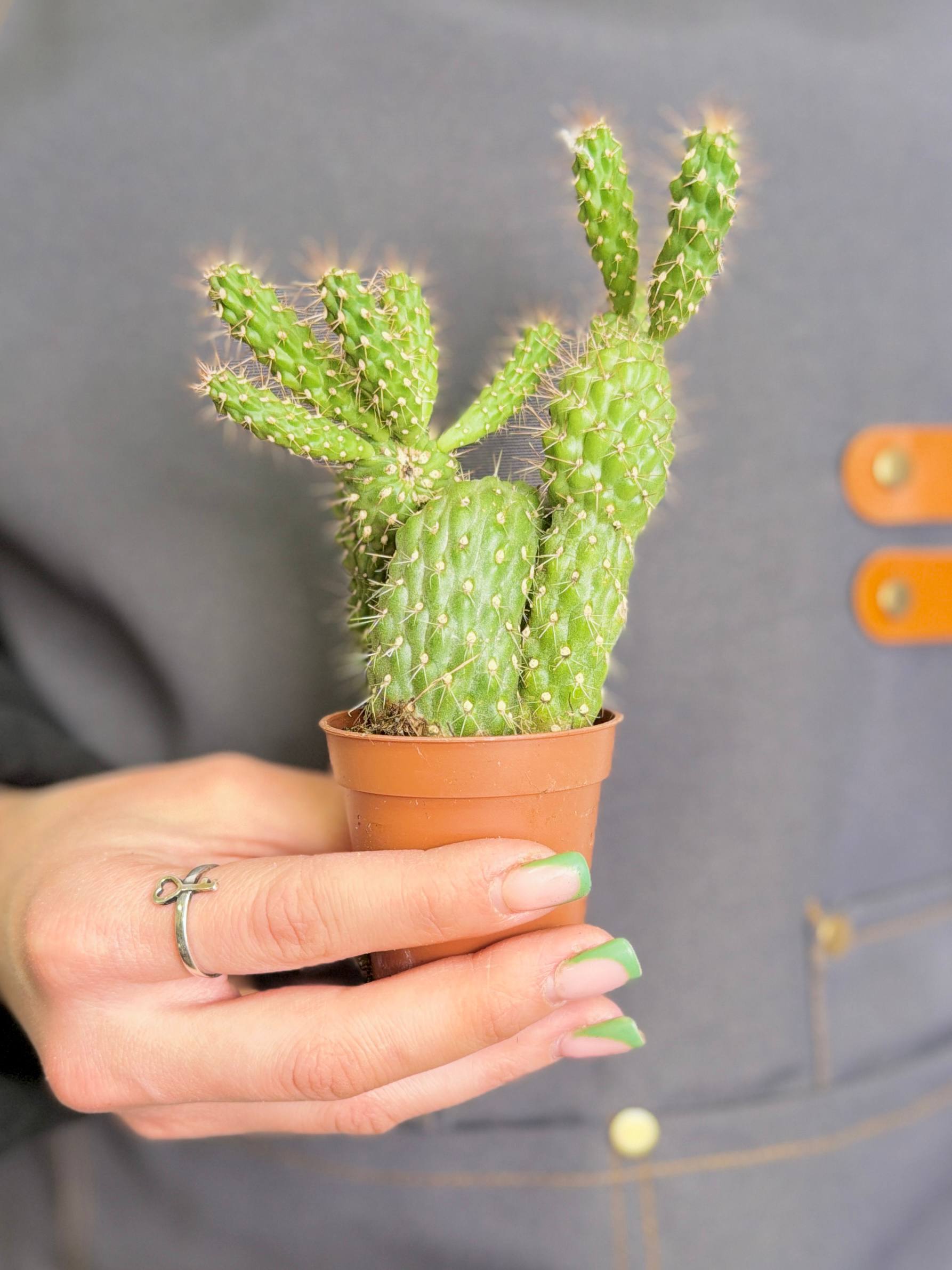 Опунция Фулгида (Opuntia Fulgida) D5см