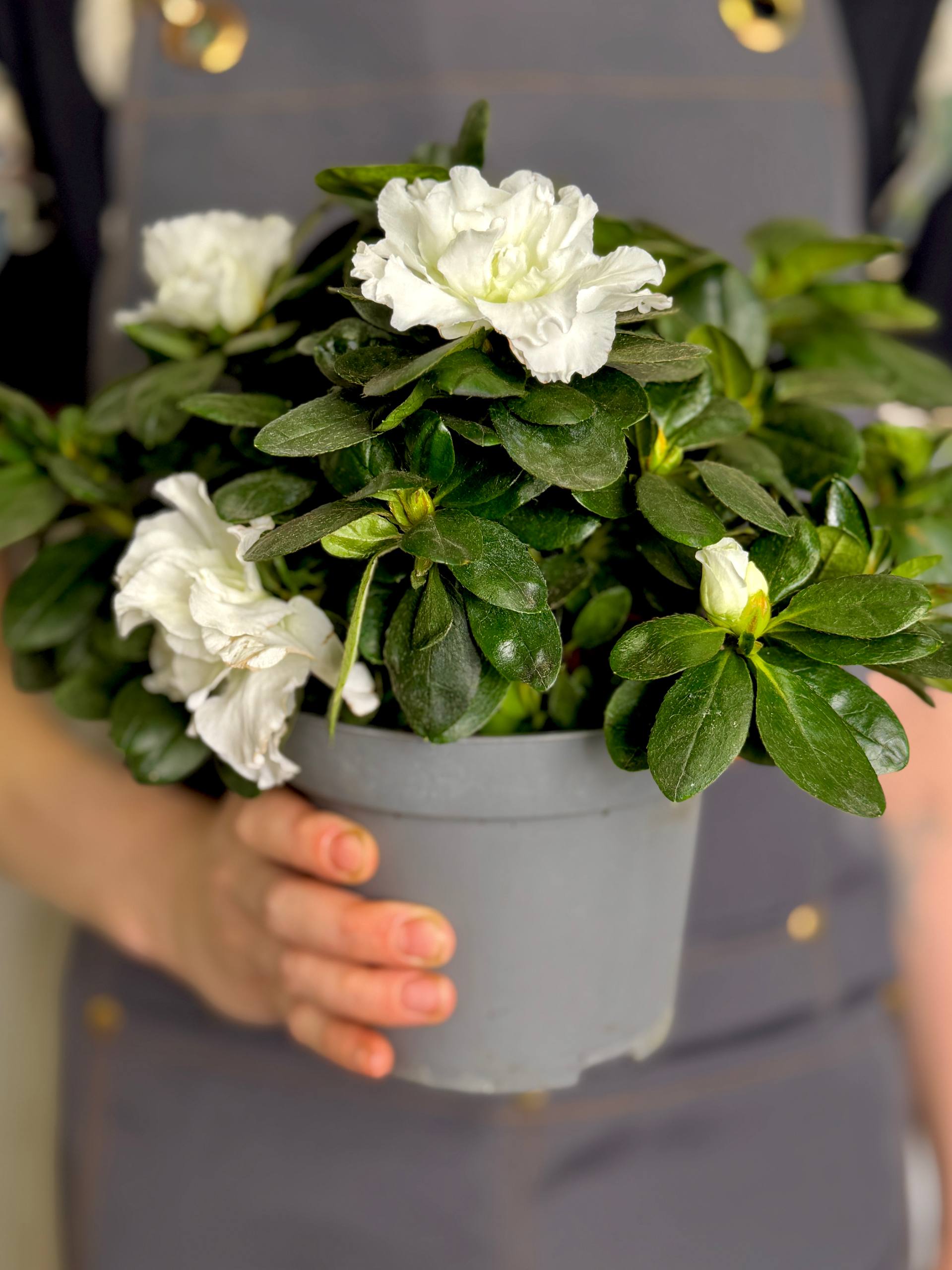 Азалия (Рододендрон) Индийская Белая (Azalea Indica White) D13см