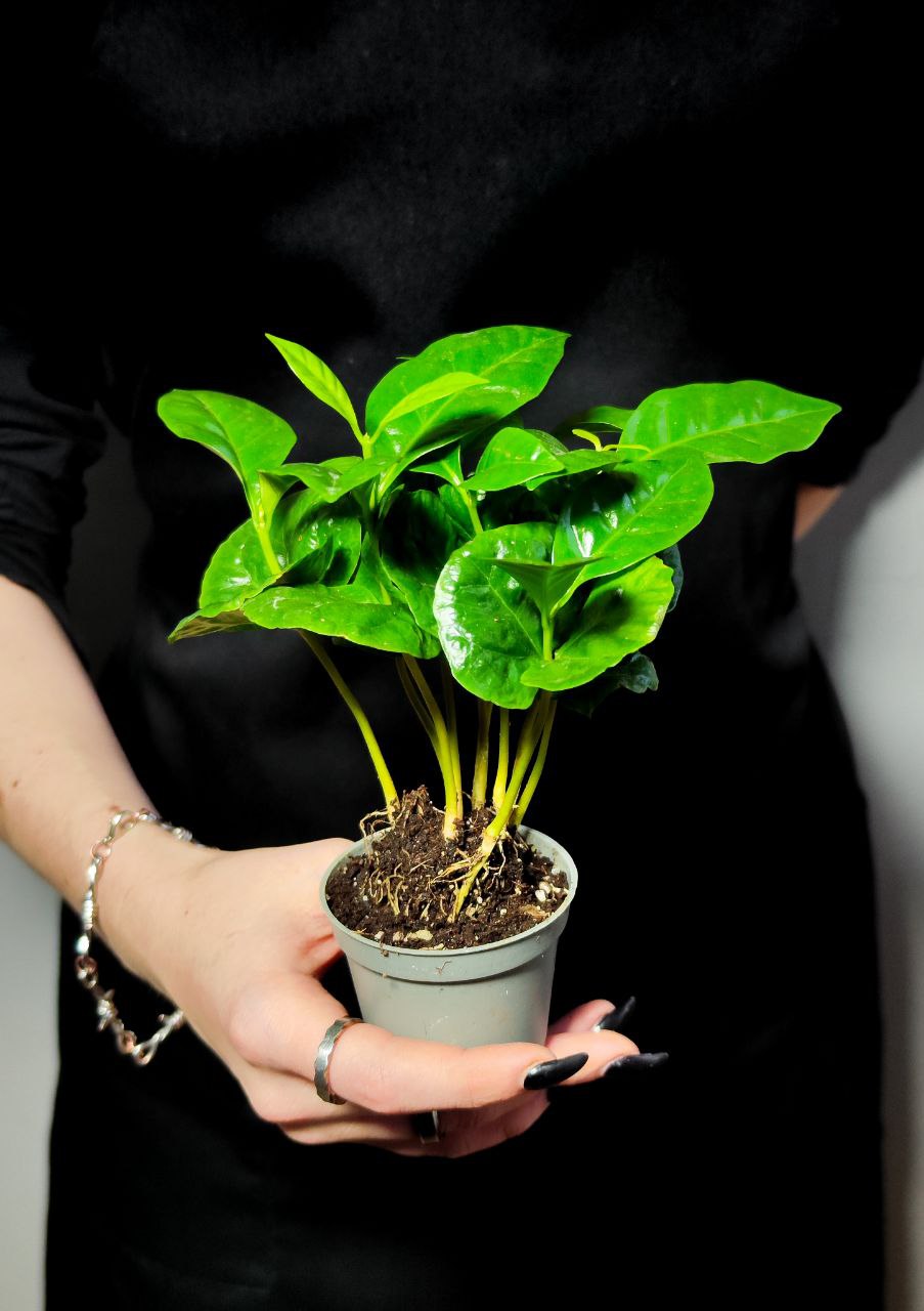 Кофейное Дерево Арабика (Coffea Arabica) D6см