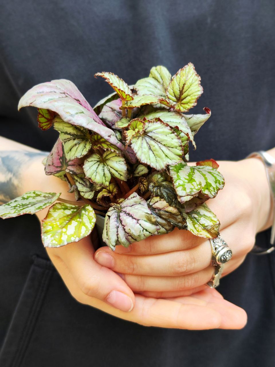 Бегония Рекс Мэджик Колор Хью Маклахлан (Begonia Rex Hugh Mclauchlan) D6см