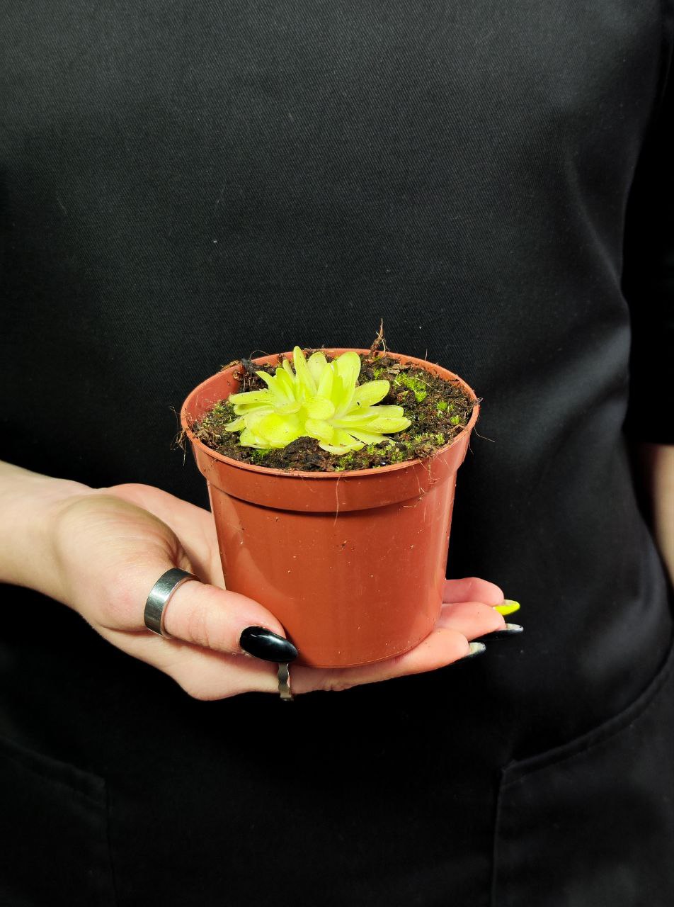 Жирянка Анна (Pinguicula Anna) D9см