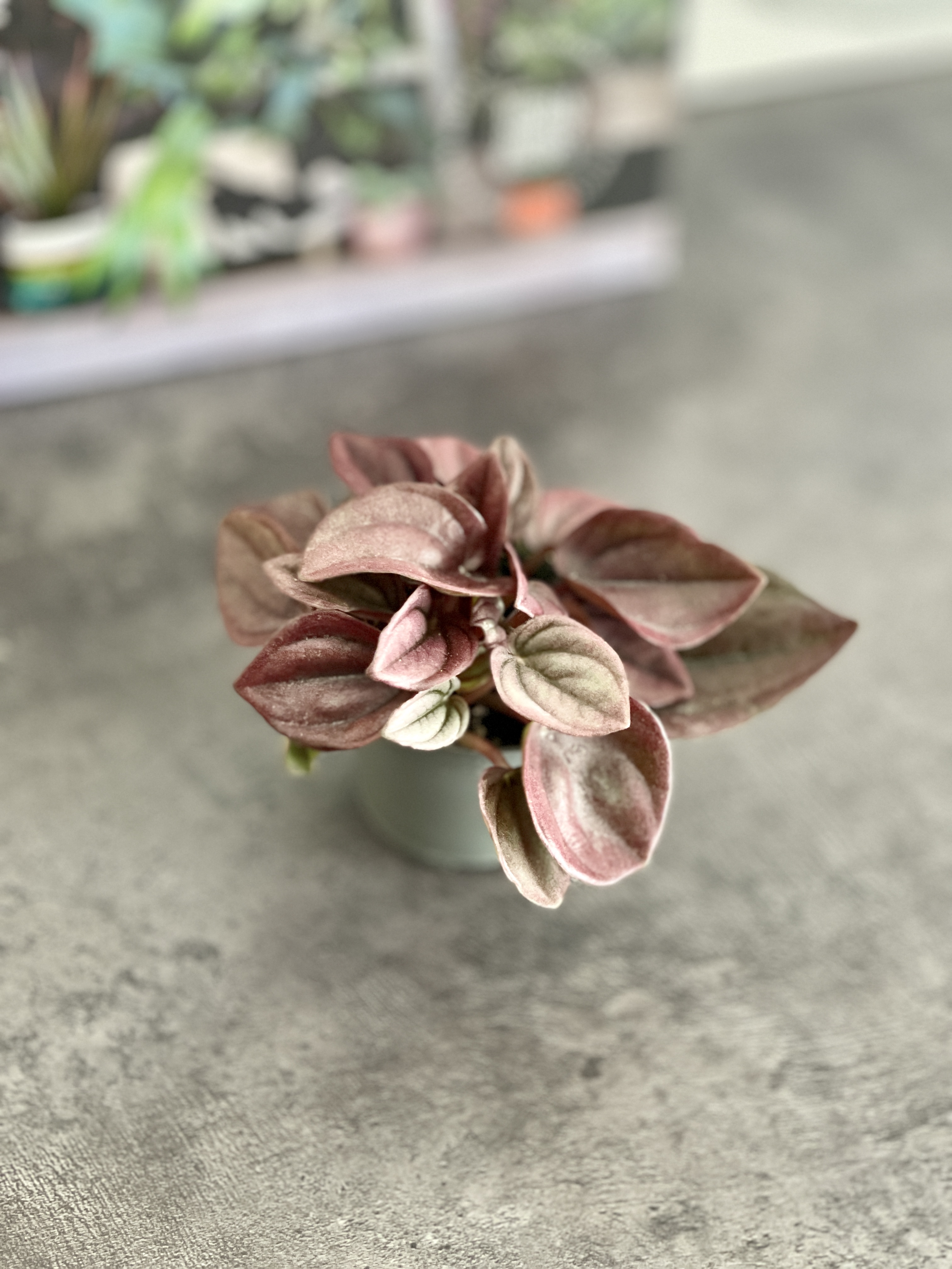 Пеперомия Каперата Кайен (Peperomia Сaperata Cayenne) D5см
