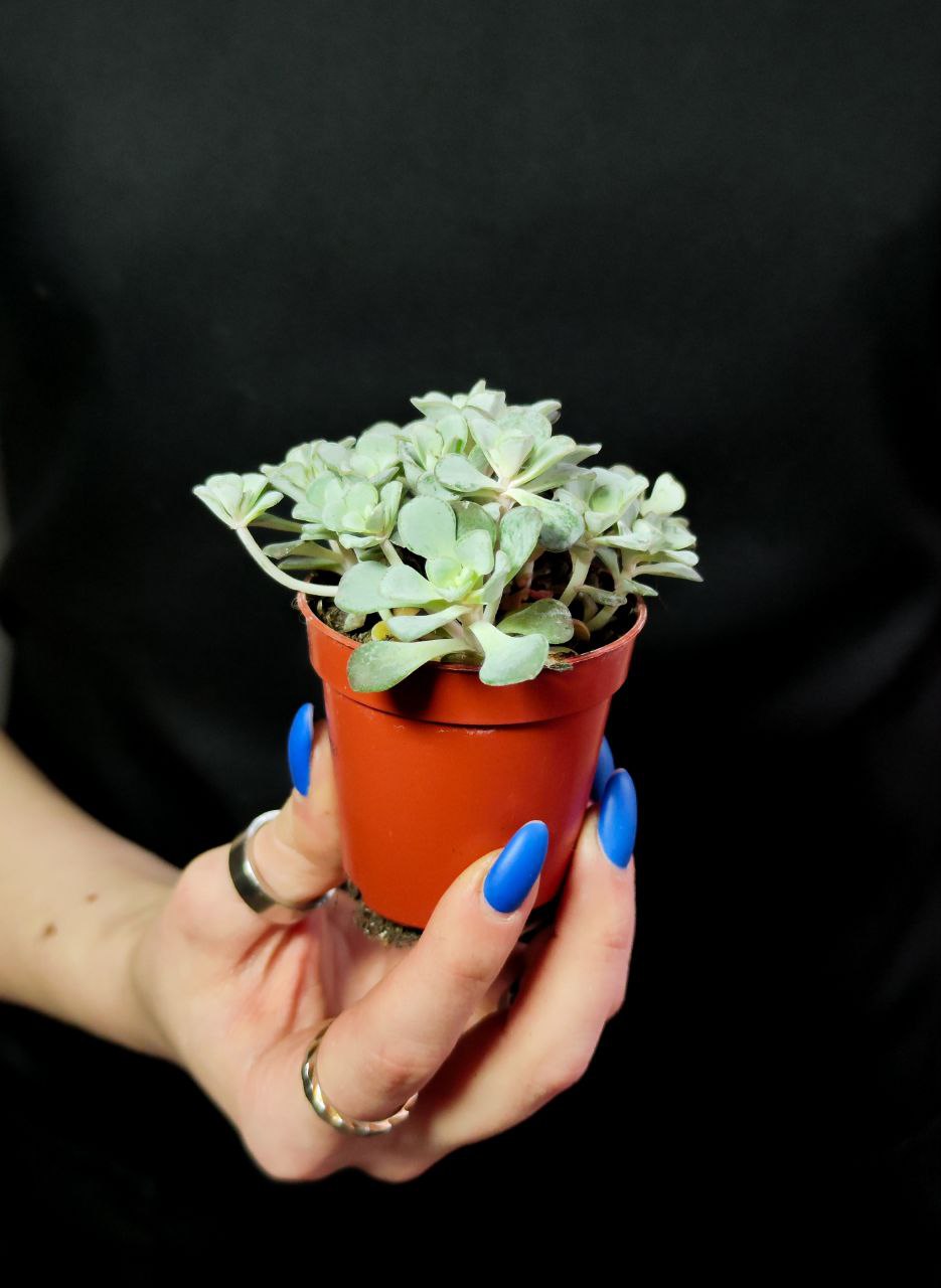 Седум Лопатчатолистный, или Пурпуреум (Sedum Purpureum) D5см