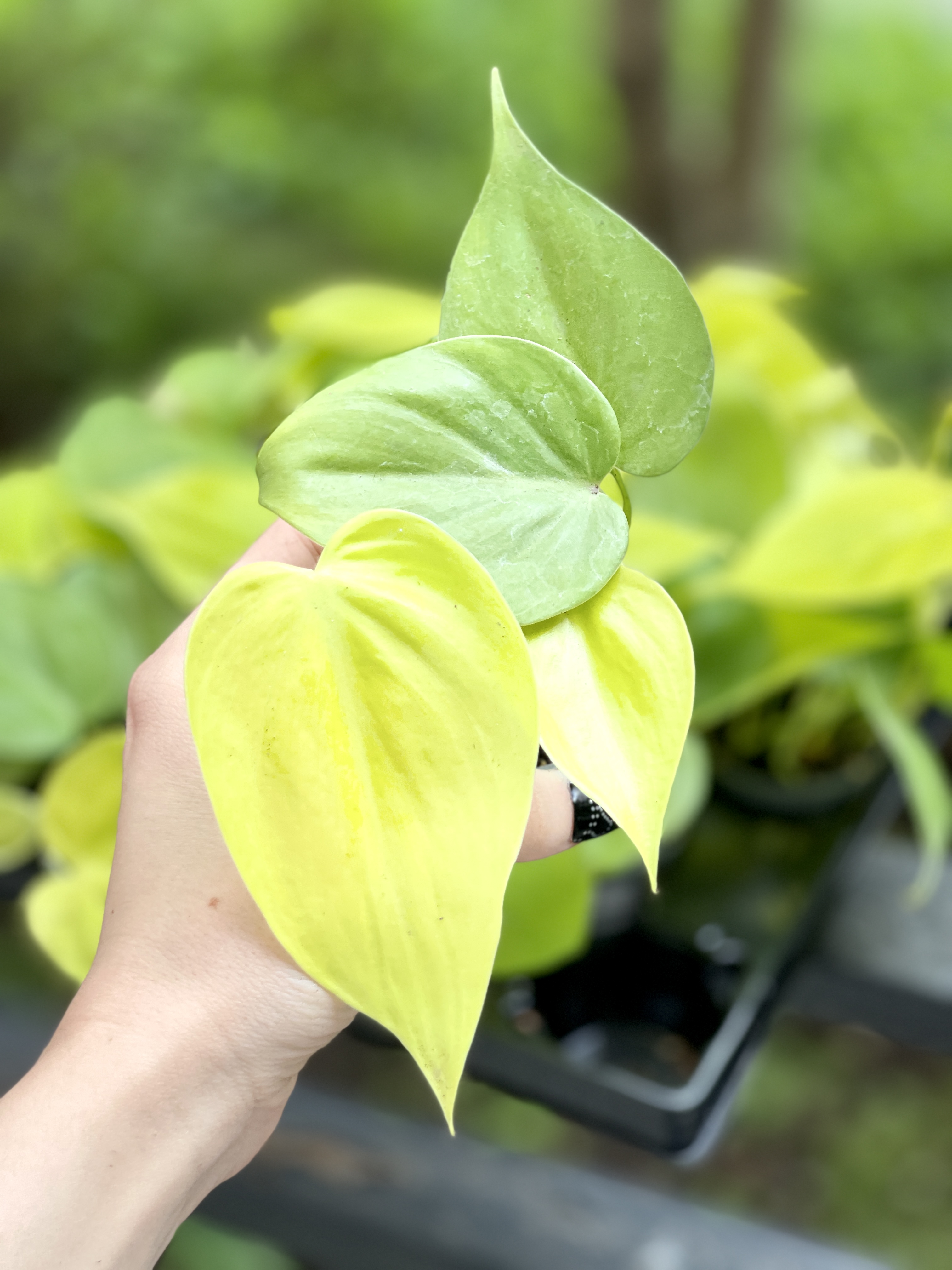 Филодендрон Неон Лайм (Philodendron Neon Lime) D6см