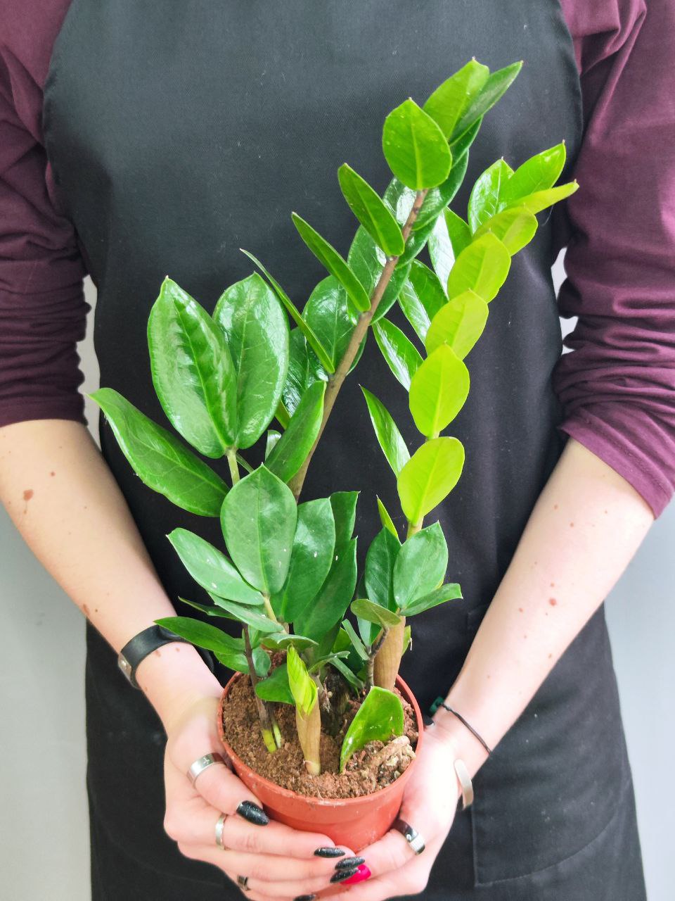 Замиокулькас Замиофолия (Zamioculcas Zamiifolia) D14см