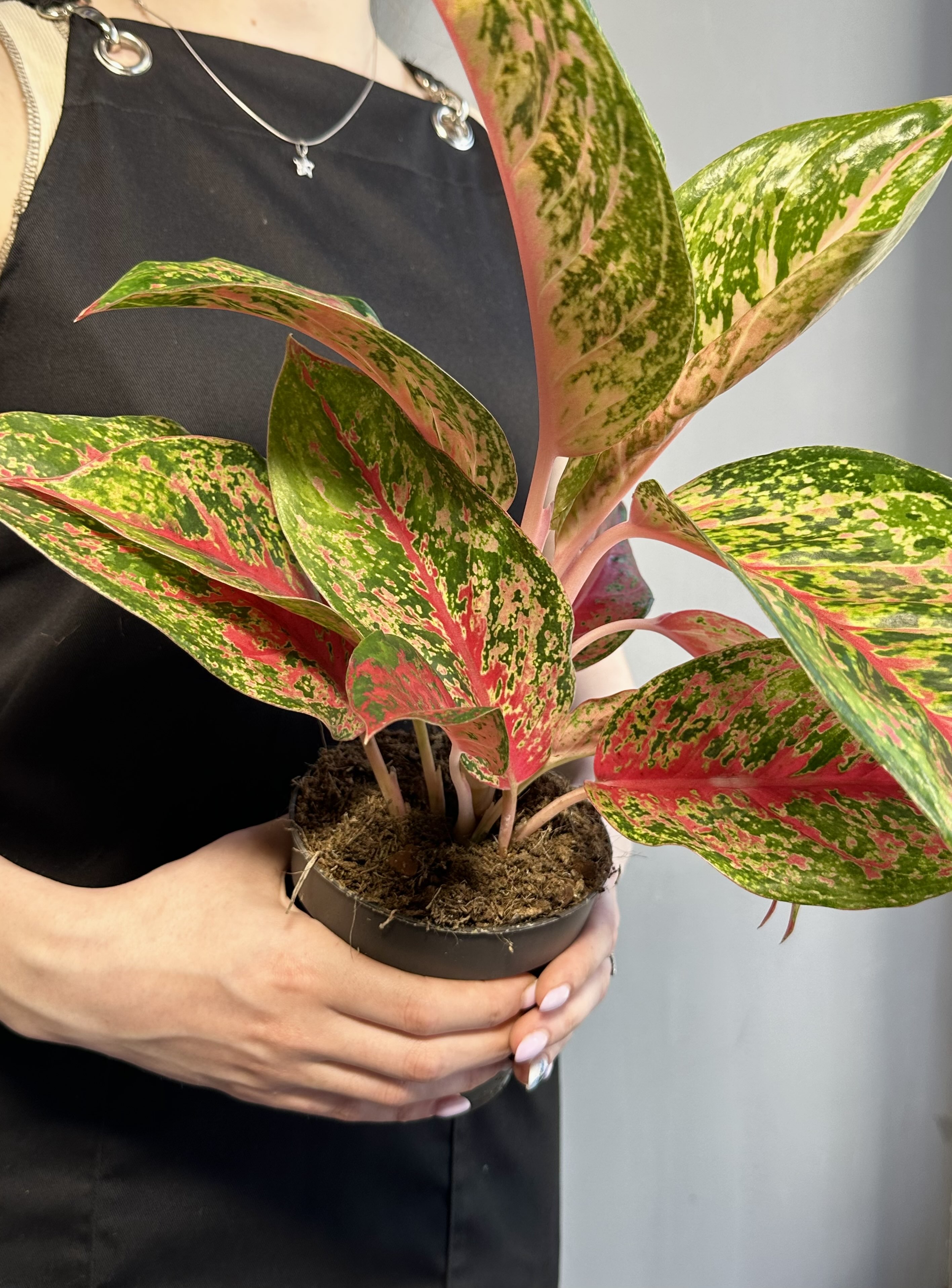 Аглаонема Личи Ред (Aglaonema Lychee Red) D12см