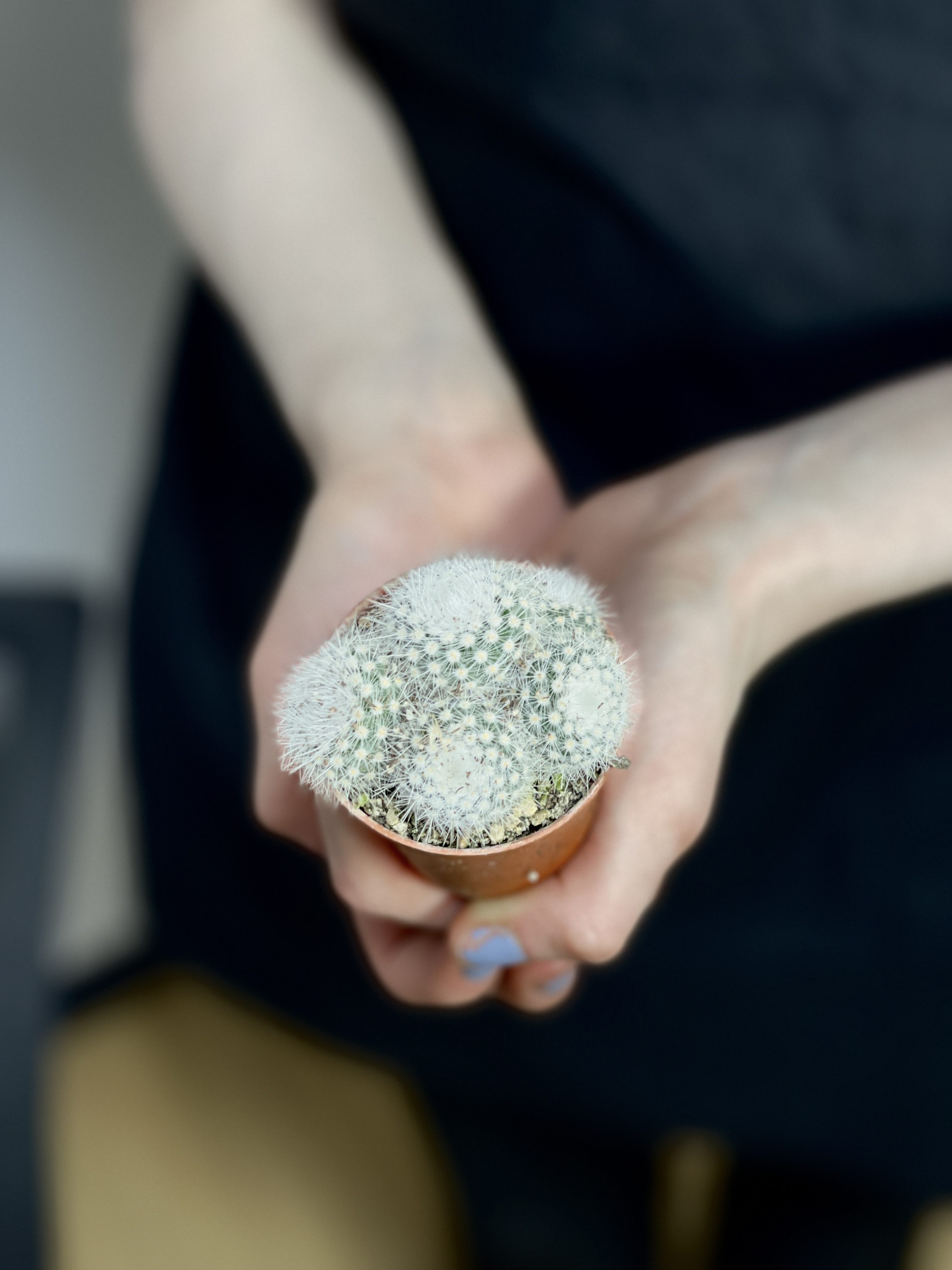 Нотокактус Метельчатый (Скопа) Груп (Notocactus Scopa Group) D5см
