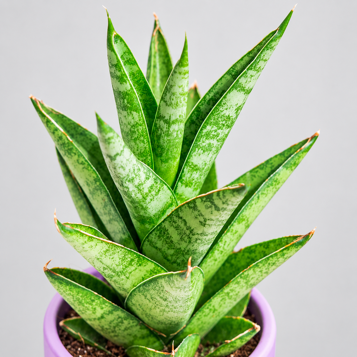 Сансевиерия Цилиндрическая Старшутер (Sansevieria Cylindrica Starshooter) D7см