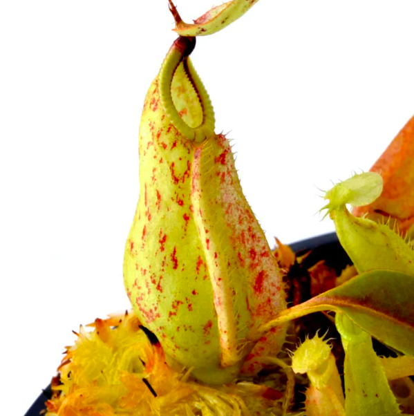 Непентес Раффлезиана (Nepenthes Rafflesiana) D7см