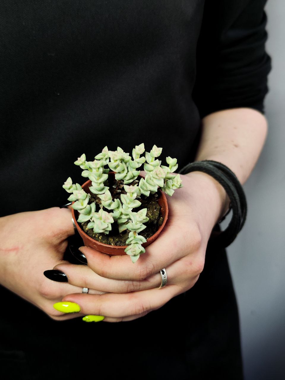 Крассула Том Тумб Вариегатный (Crassula Tom Thub Variegata) D5см