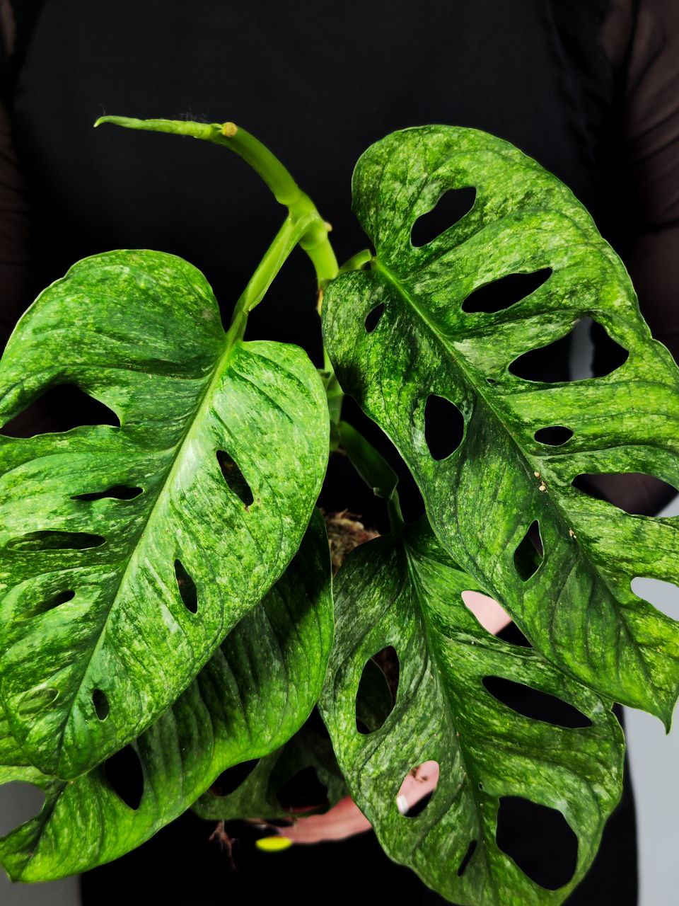 Монстера Адансона Вариегатная Минт (Monstera Adansonii Mint Variegated) D12см