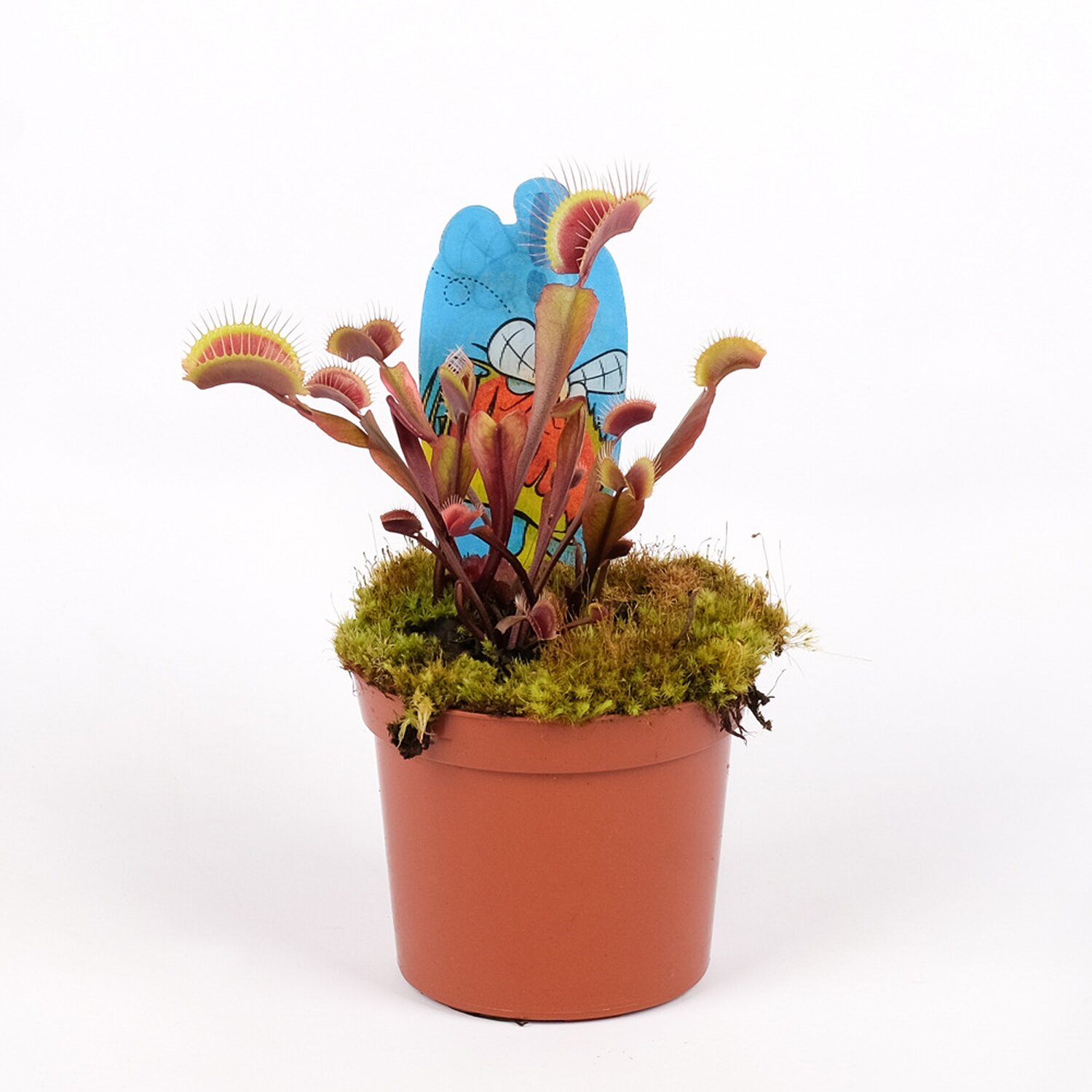Венерина Мухоловка "Красный Дракон" (Dionaea Muscipula Red Dragon) D9см