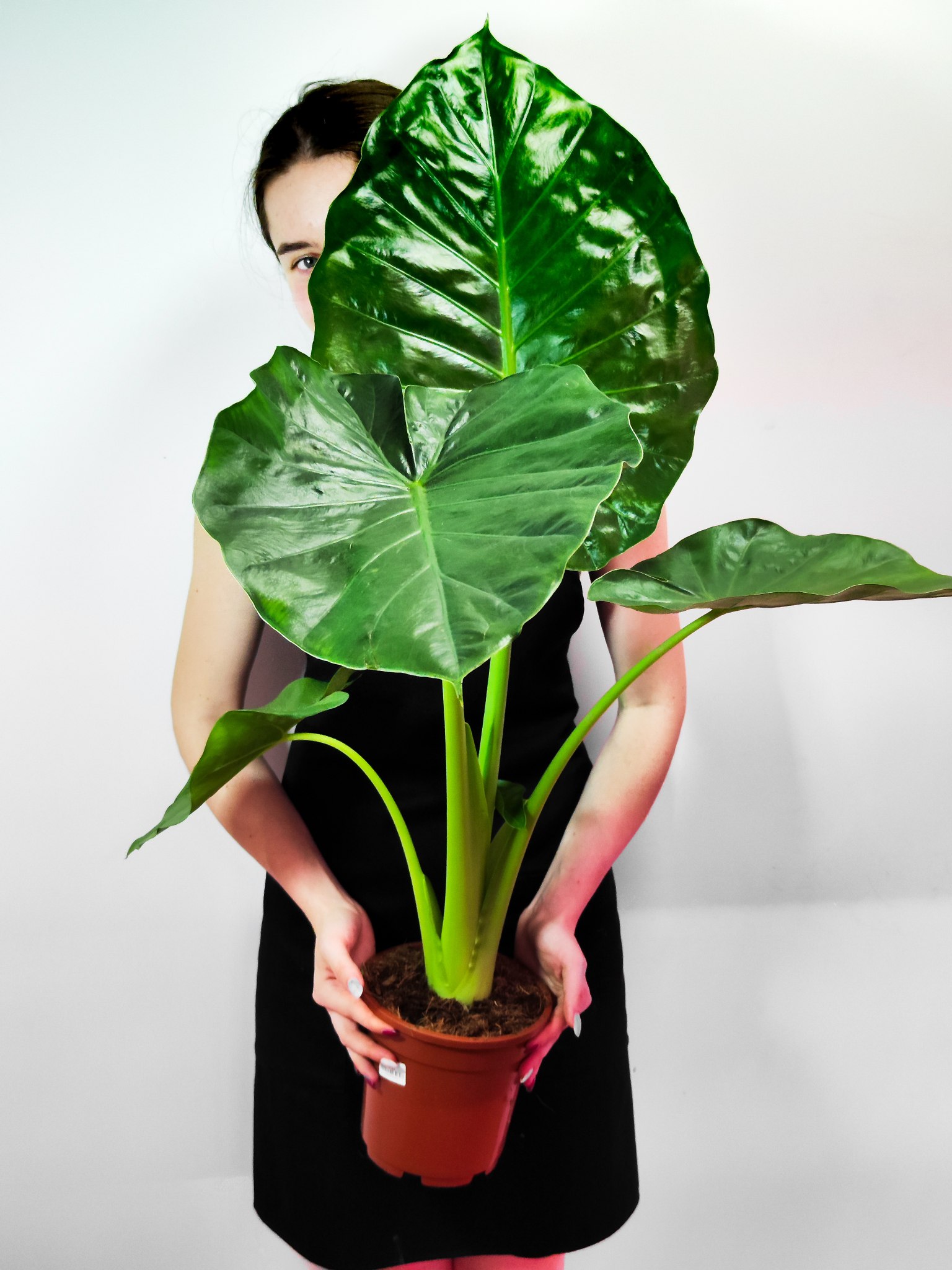 Алоказия Макрориза (Alocasia Macrorrhiza) D17см