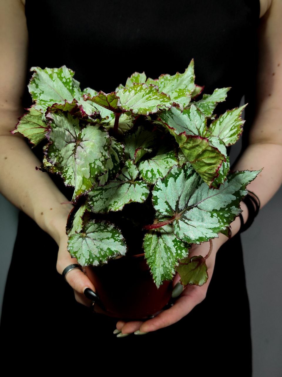 Бегония Рекс Азиан Тундра (Begonia Rex Asian Tundra) D12см