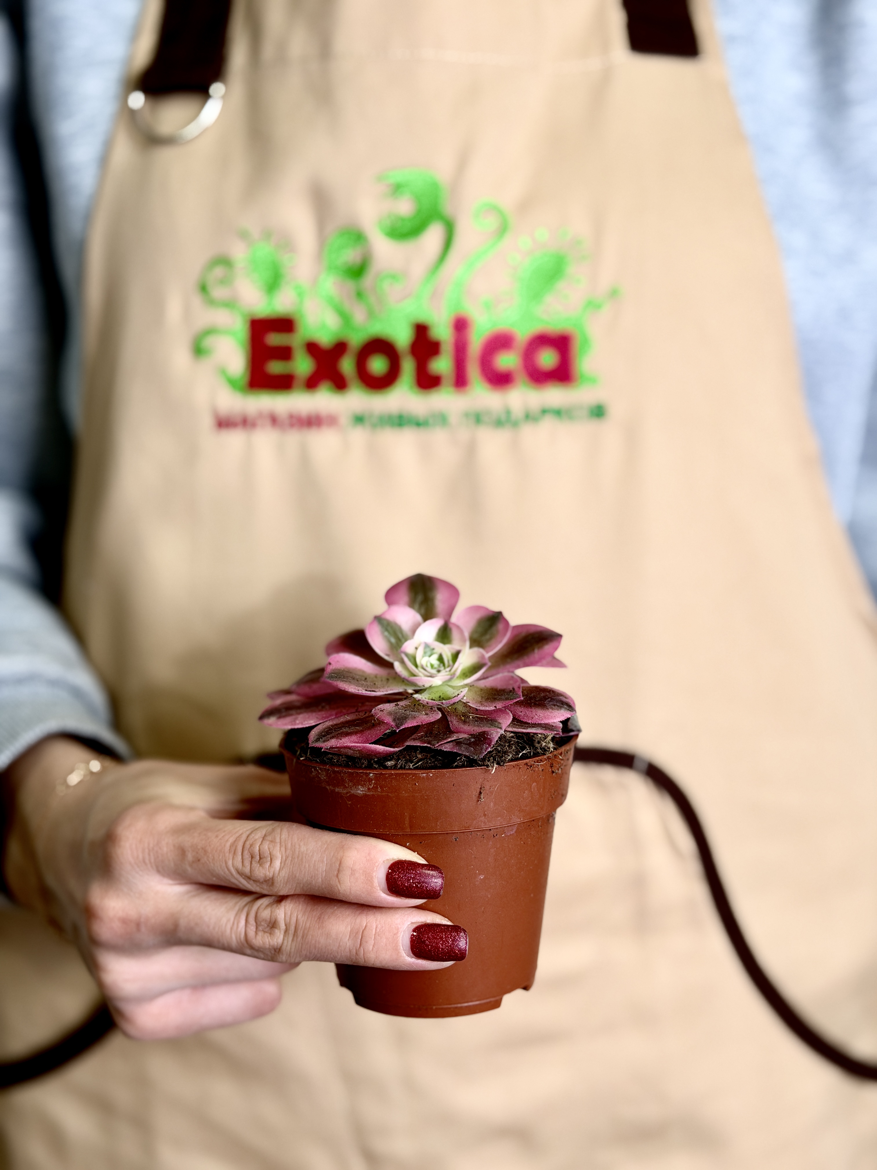 Эониум Ред Коппер (Aeonium Red Copper) D8,5см